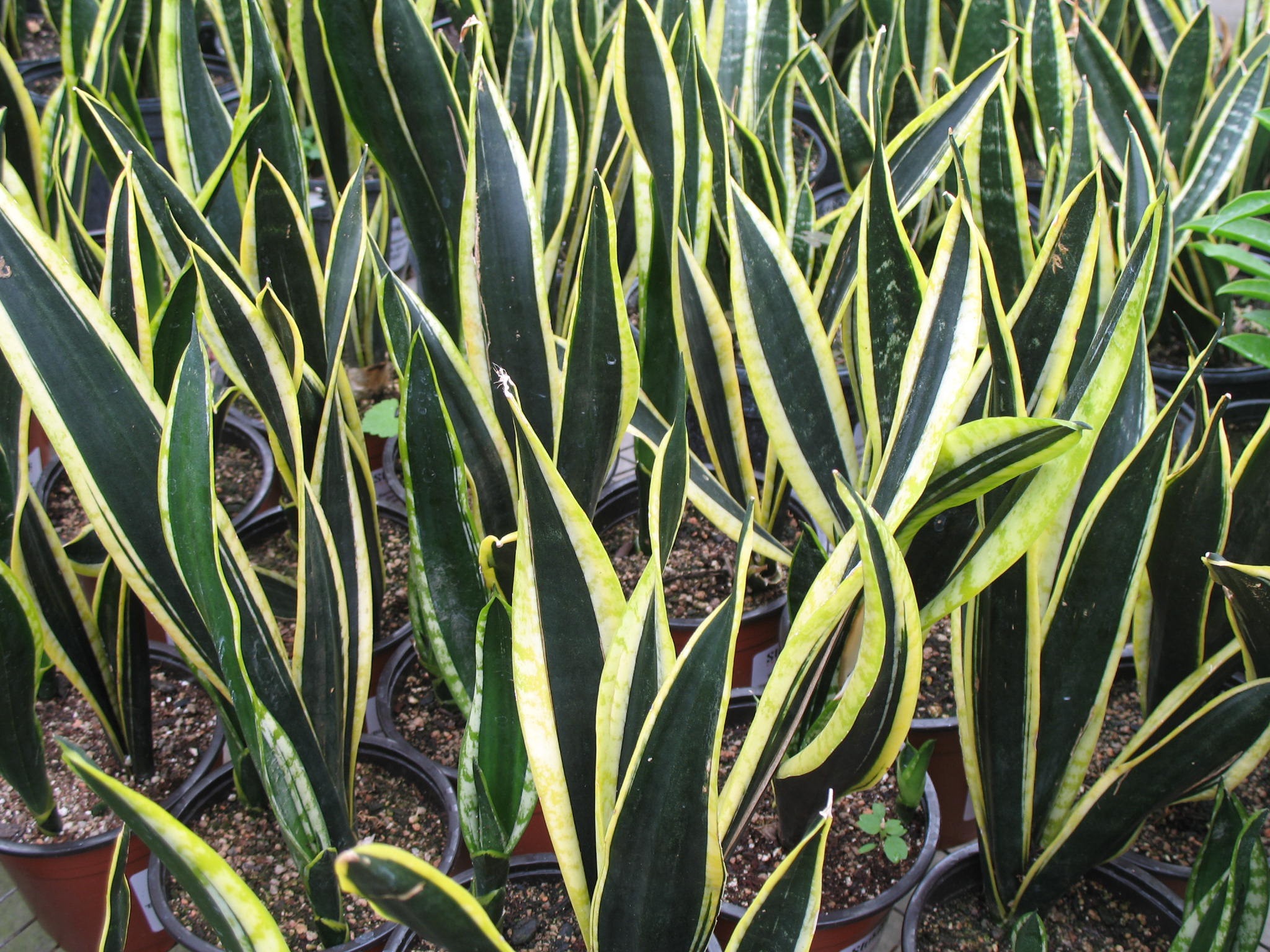 Sansevieria trifasciata 'Gold Extreme'  / Gold Extreme Sansevieria