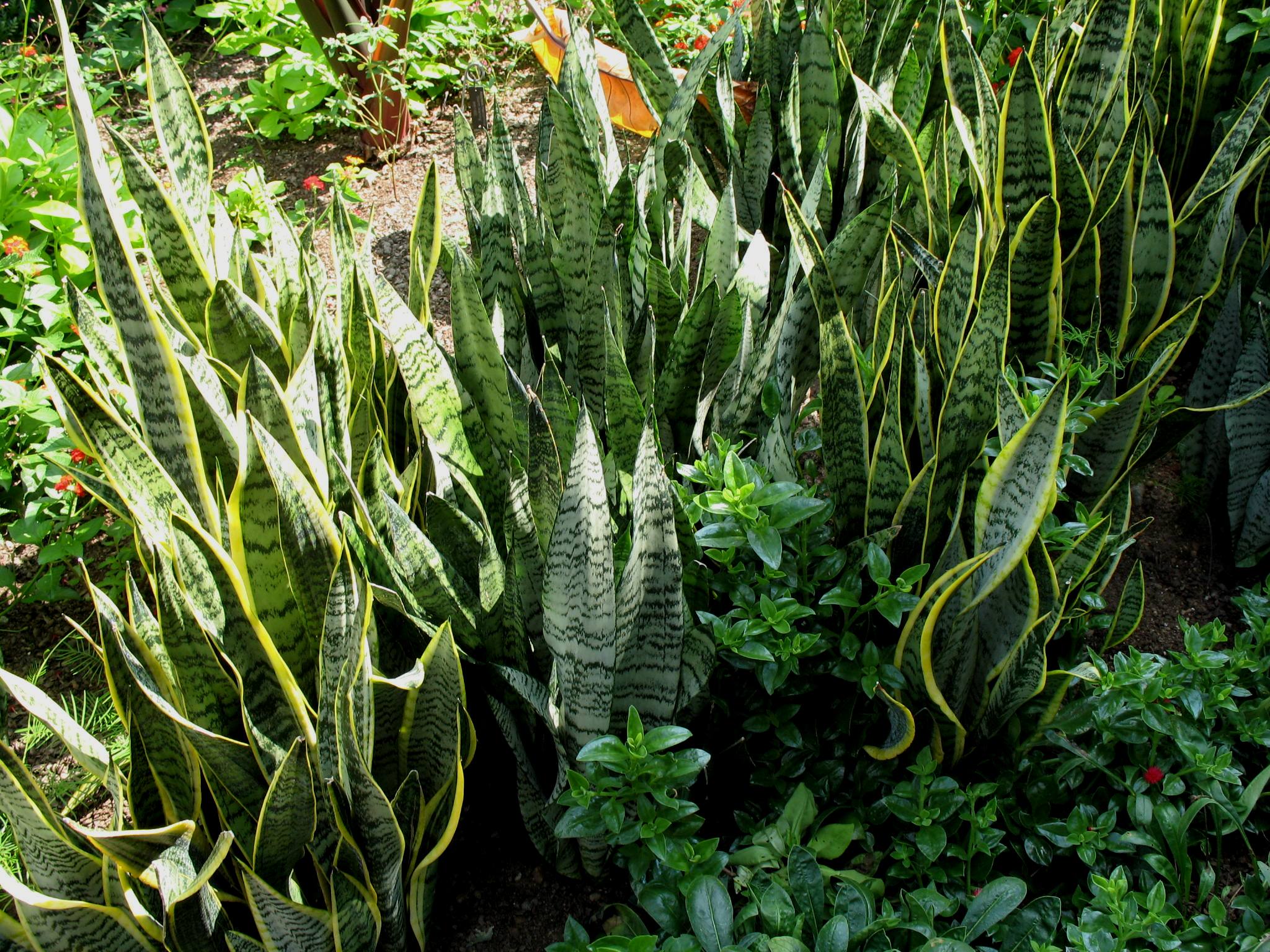 Sansevieria trifasciata / Sansevieria