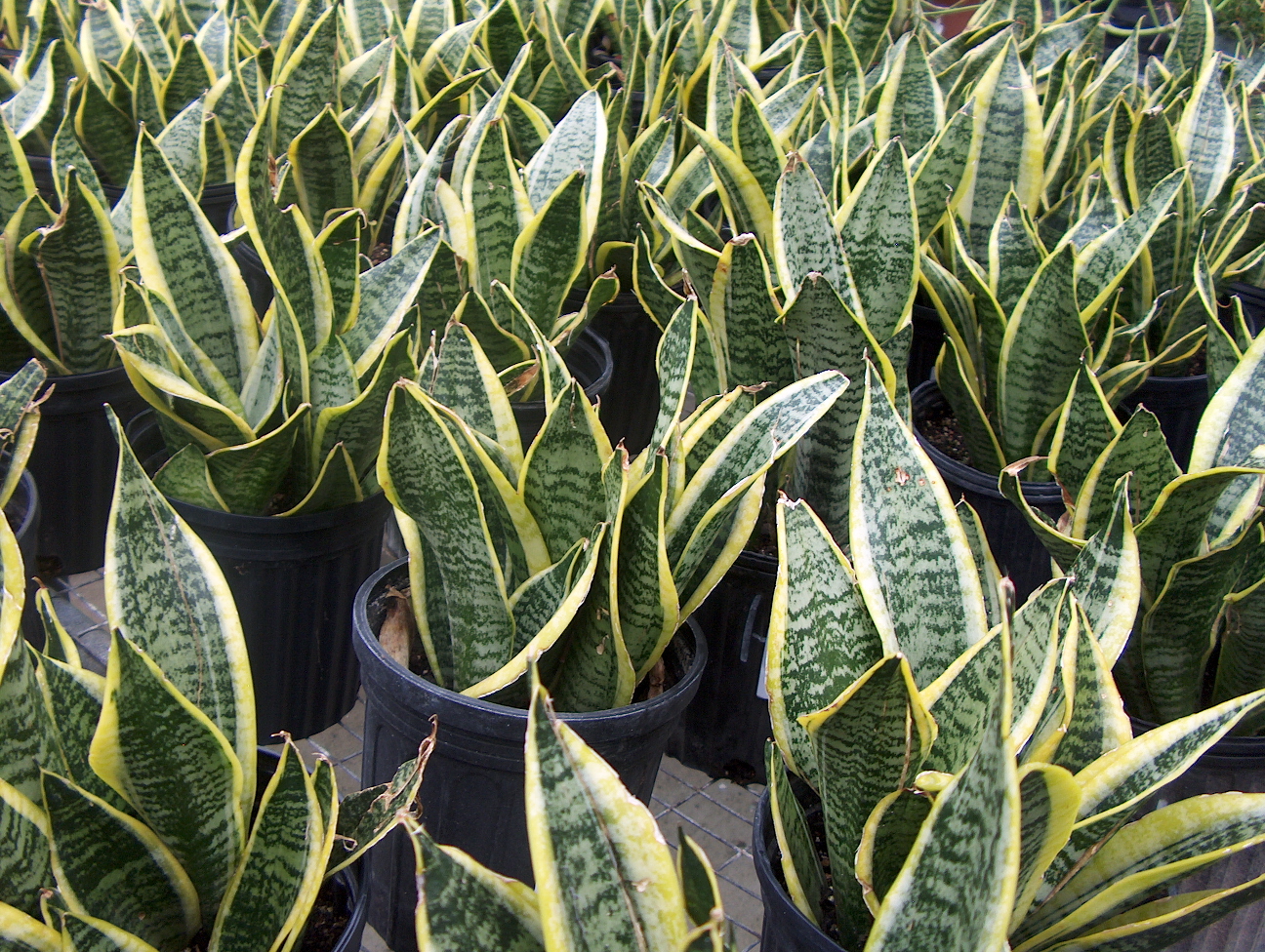 Sansevieria trifisciata 'Superba'  / Superba Sansevieria