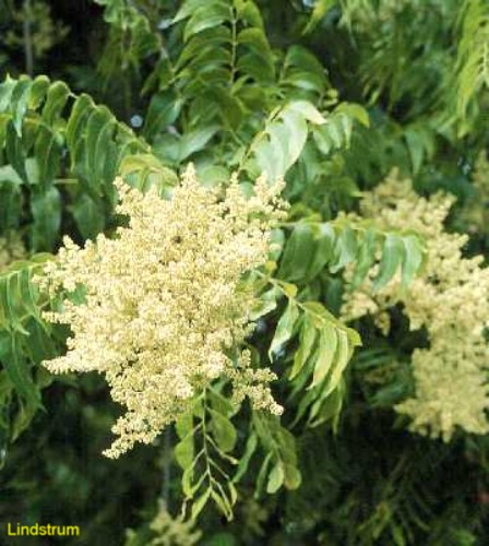 Sapindus drummondii / Sapindus drummondii