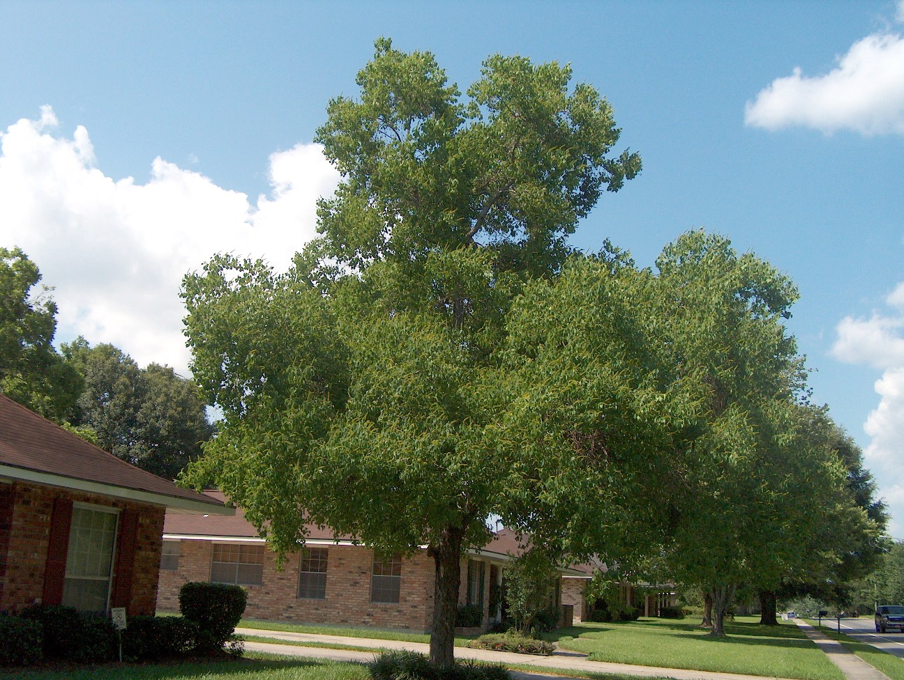 Sapium sebiferum / Chinese Tallow Tree