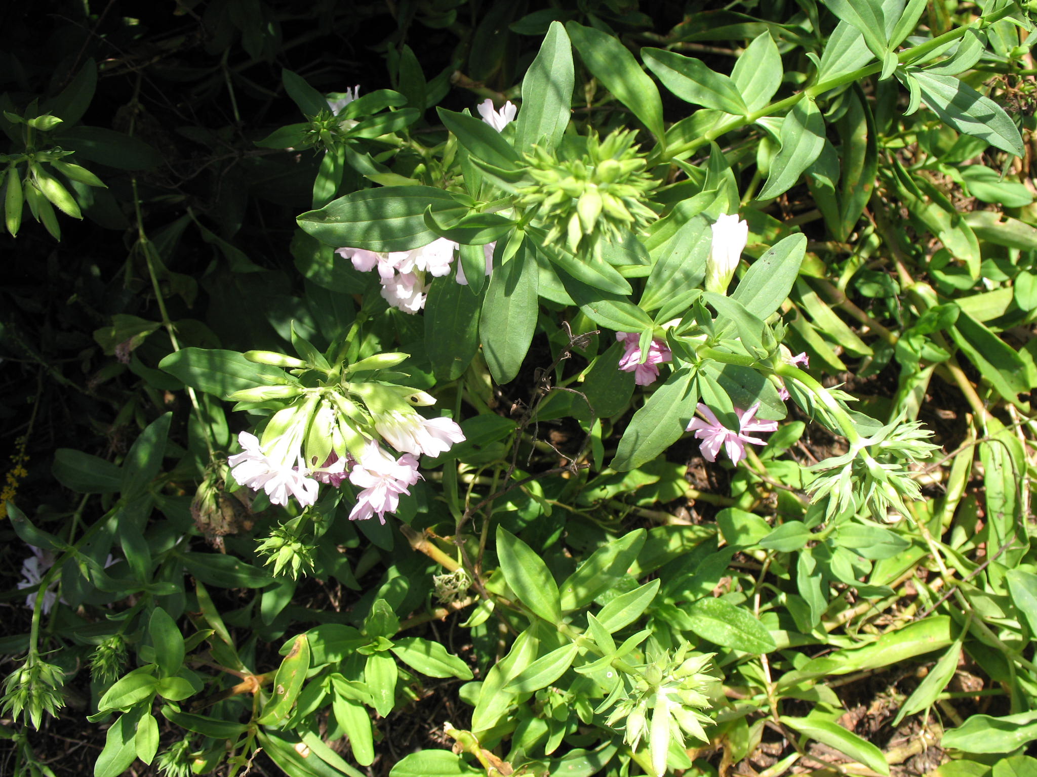 Saponaria officinalis  / Saponaria officinalis 