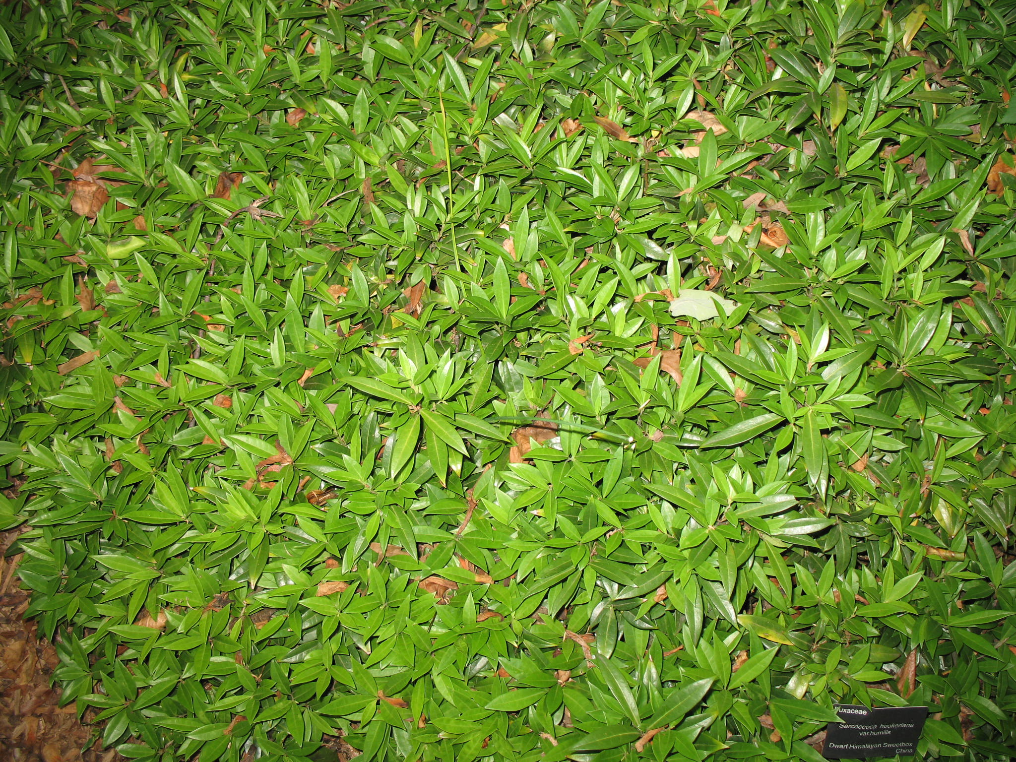 Sarcococca hookerana var. humilis  / Sarcococca hookerana var. humilis 