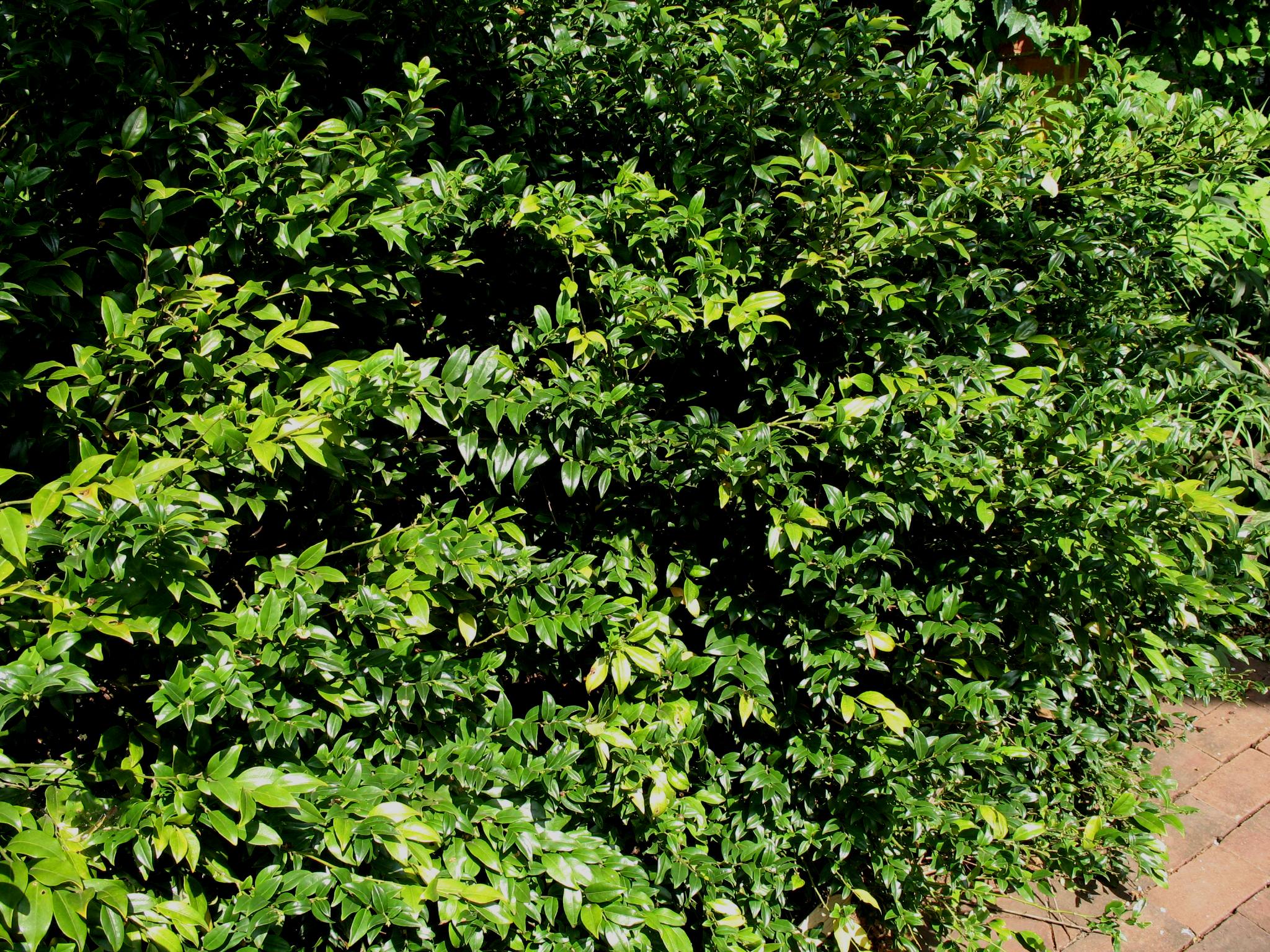 Sarcococca ruscifolia  / Sarcococca ruscifolia 