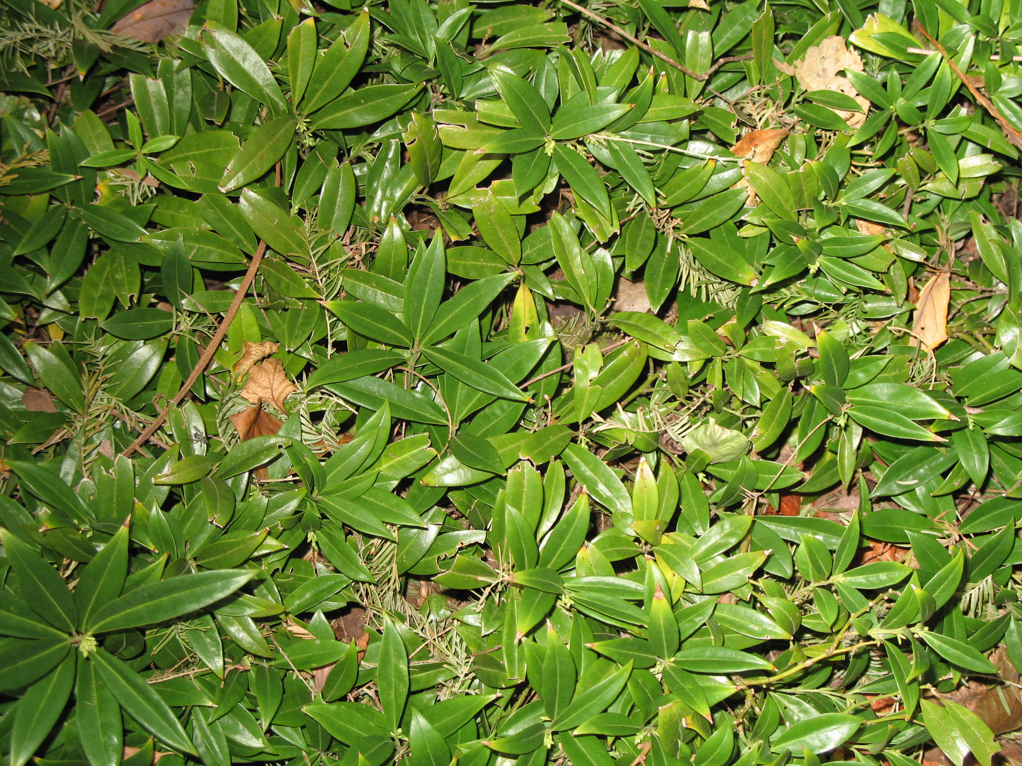 Sarcococca species  / Sweet Box