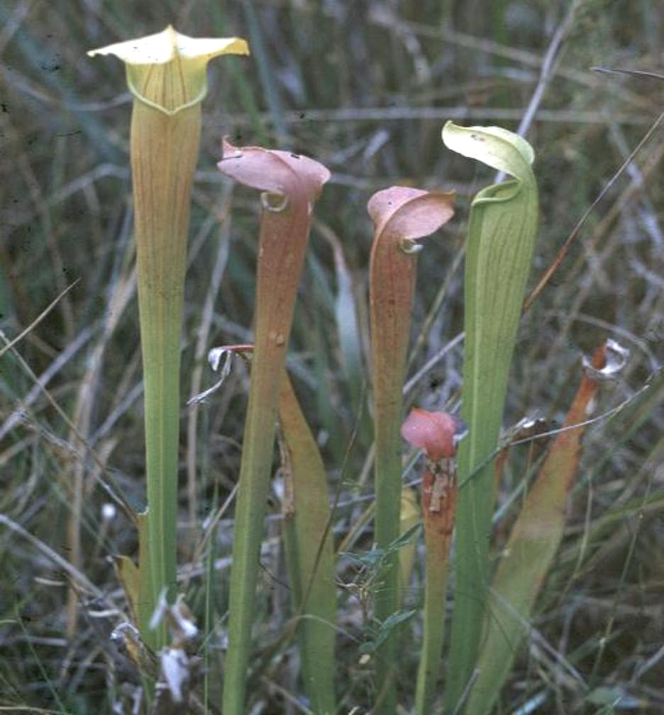 Sarracenia leucophylla / Pitcher Plant