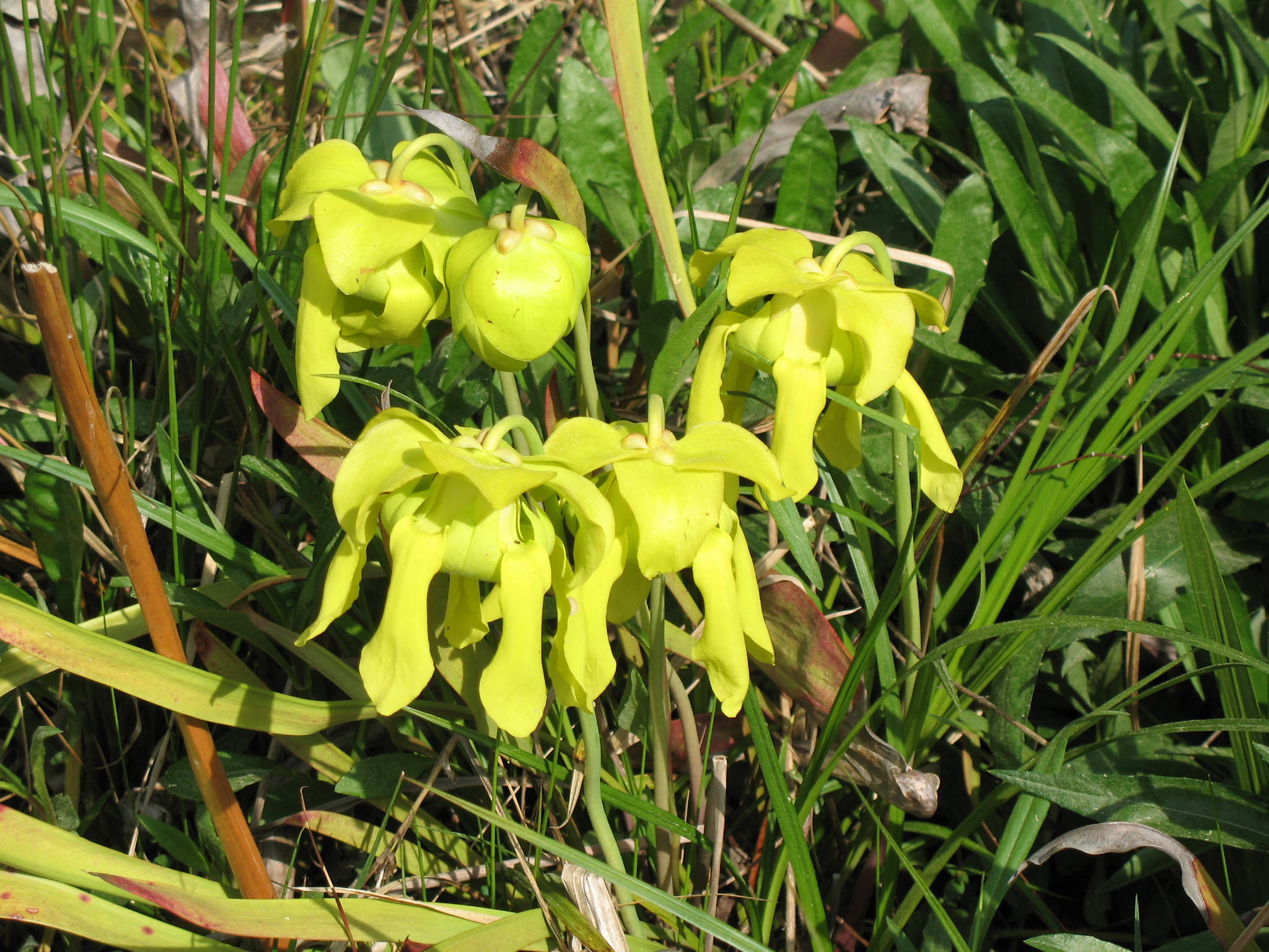 Sarracenia species  / Sarracenia species 