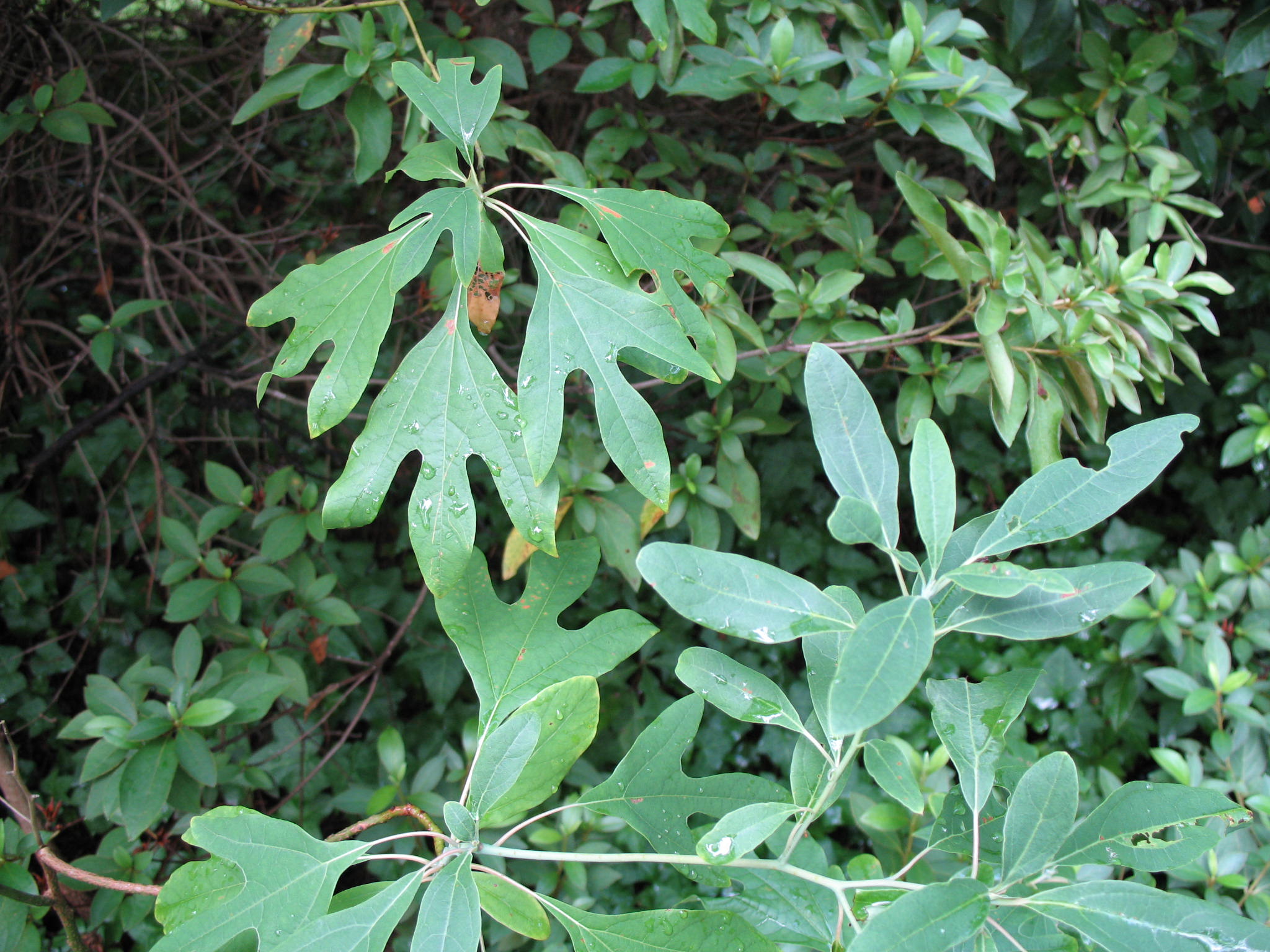 Sassafras albidum  / Sassafras