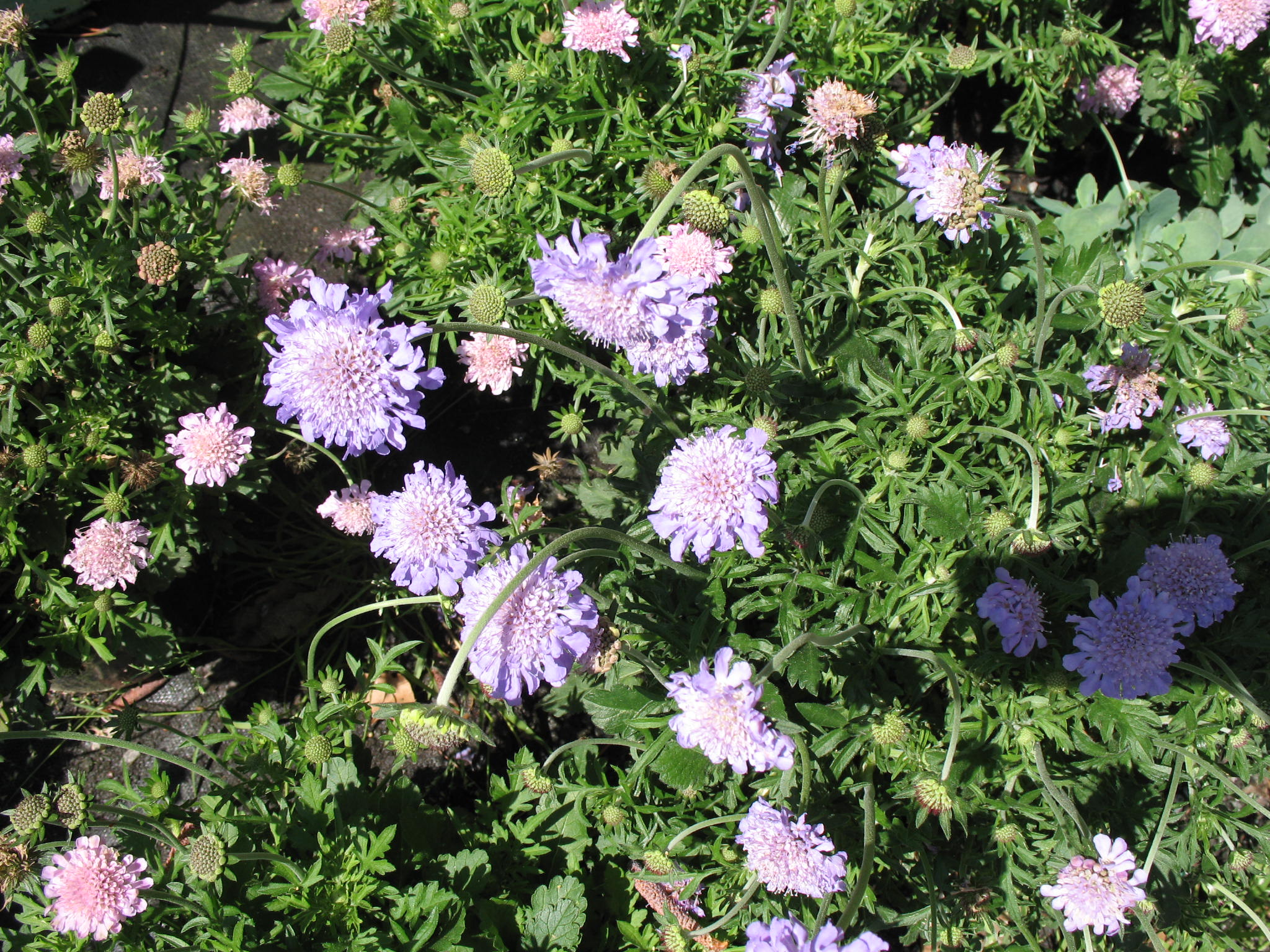 Scabiosa 'Butterfly Blue' / Scabiosa 'Butterfly Blue'