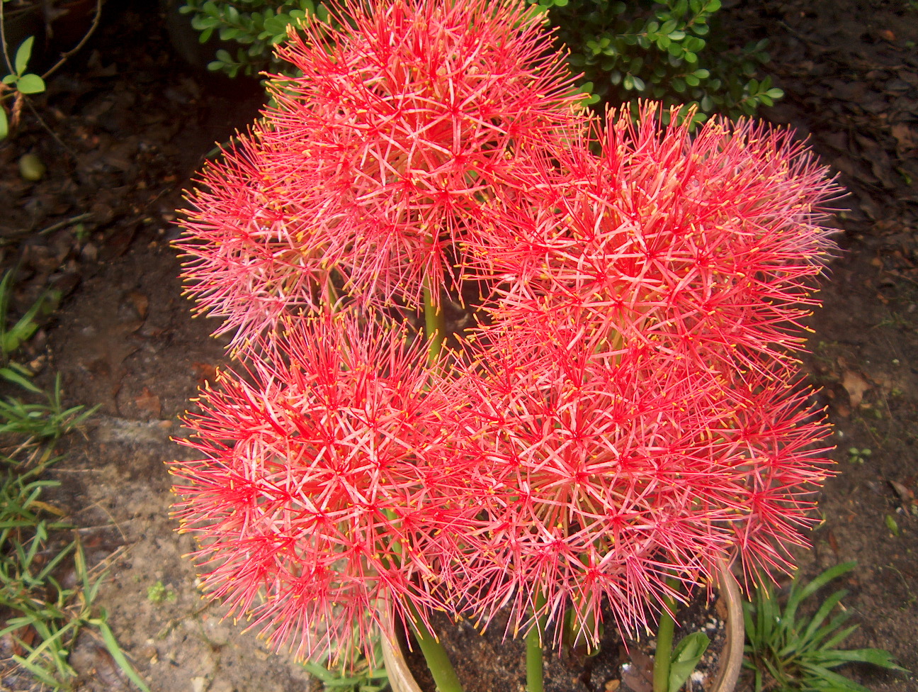 Scadoxus multiflorus  / African Blood Lily