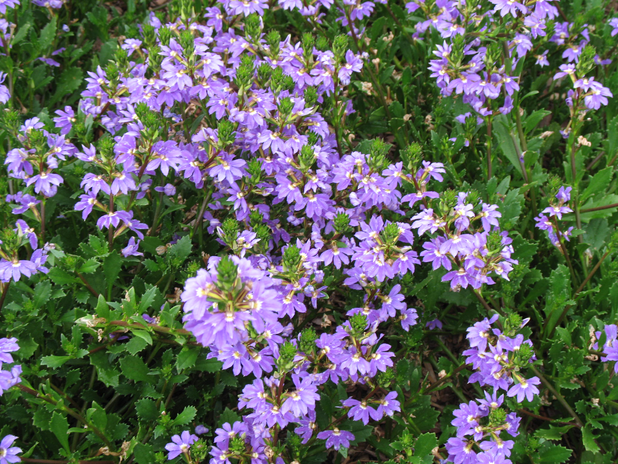 Scaevola aemula 'Whirlwind Blue'  / Scaevola aemula 'Whirlwind Blue' 