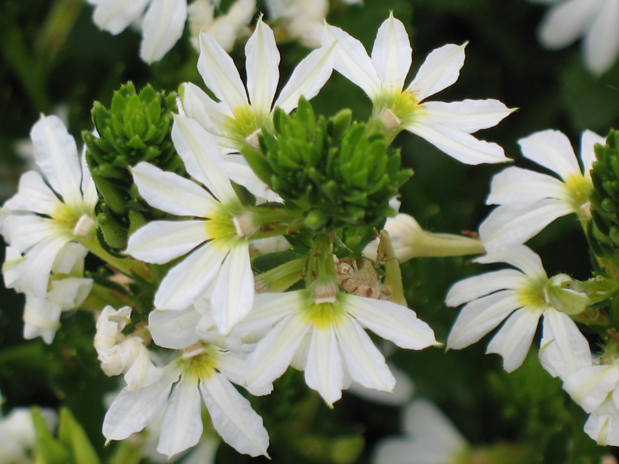 Scaevola aemula 'Whirlwind White'  / Scaevola aemula 'Whirlwind White' 