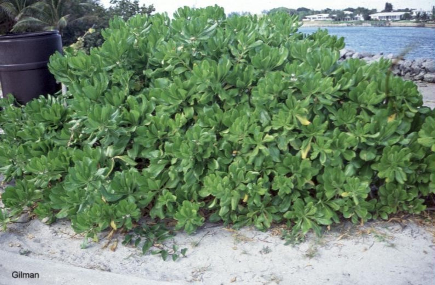 Scaevola frutescens / Hawaiian Beach Berry