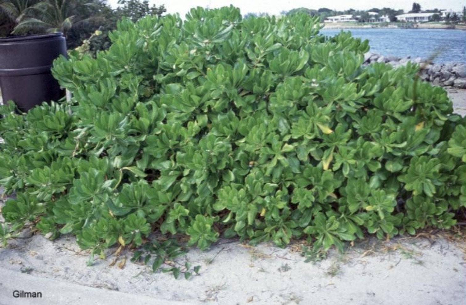 Scaevola frutescens / Scaevola frutescens