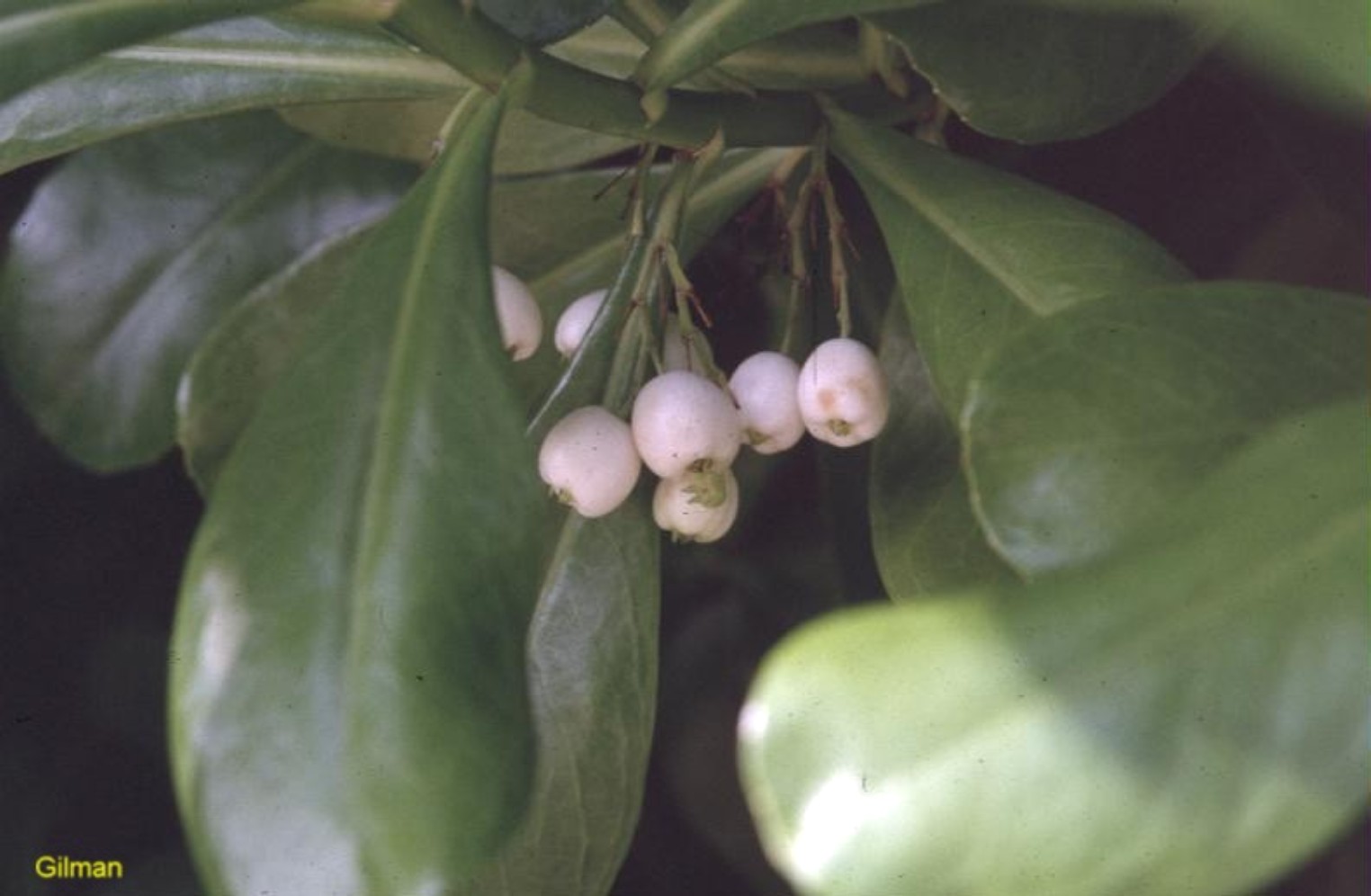 Scaevola plumieri  / Scaevola plumieri 