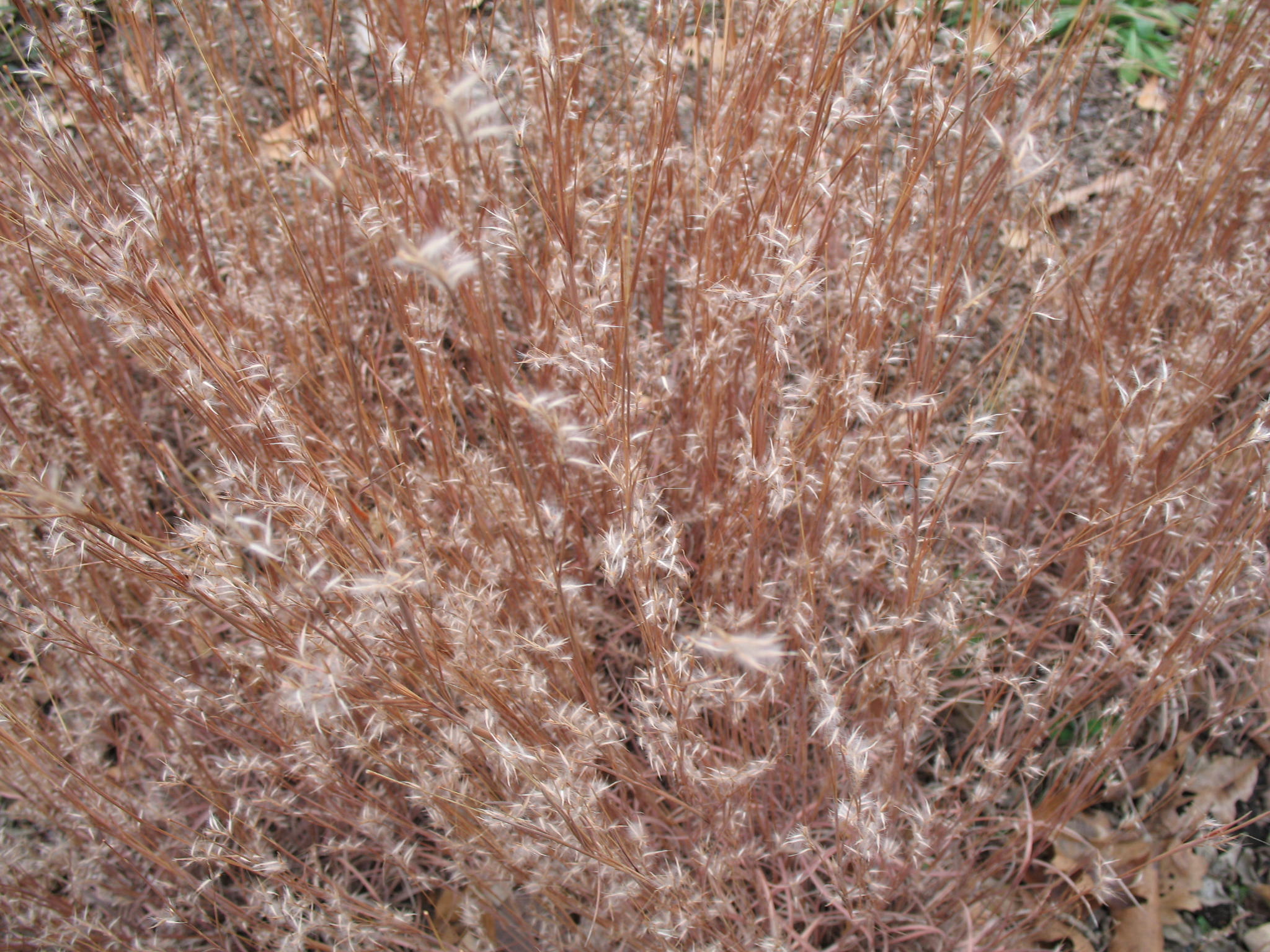 Schizachyrium scoparium  / Little Blue Stem