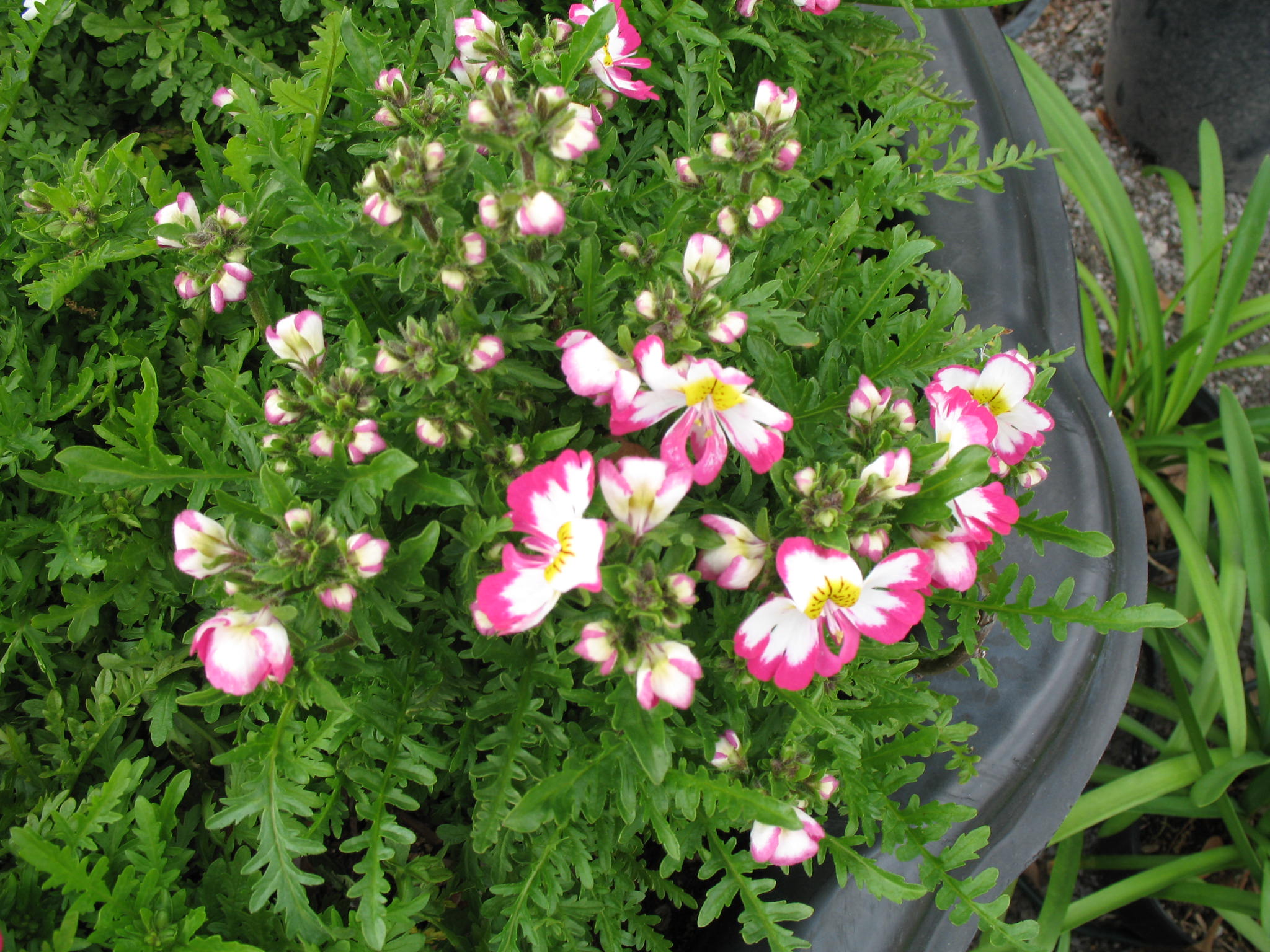 Schizanthus 'Rose Bicolor' / Schizanthus 'Rose Bicolor'