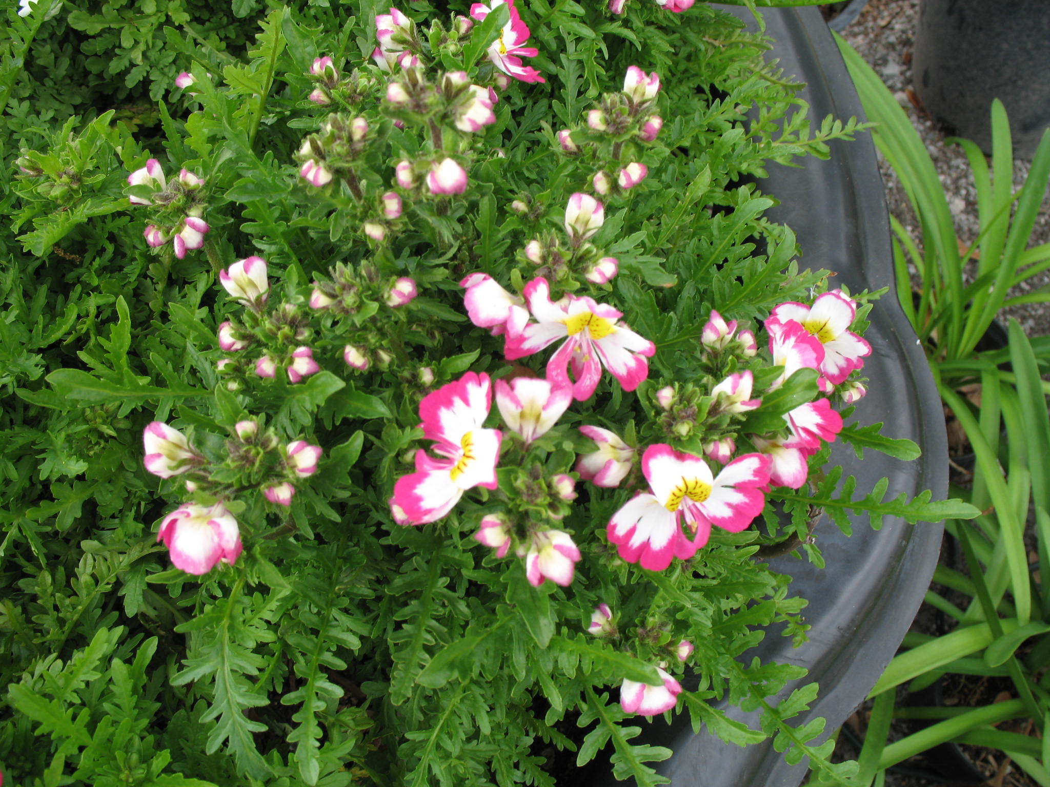 Schizanthus 'Rose Bicolor' / Poor Man's Orchid