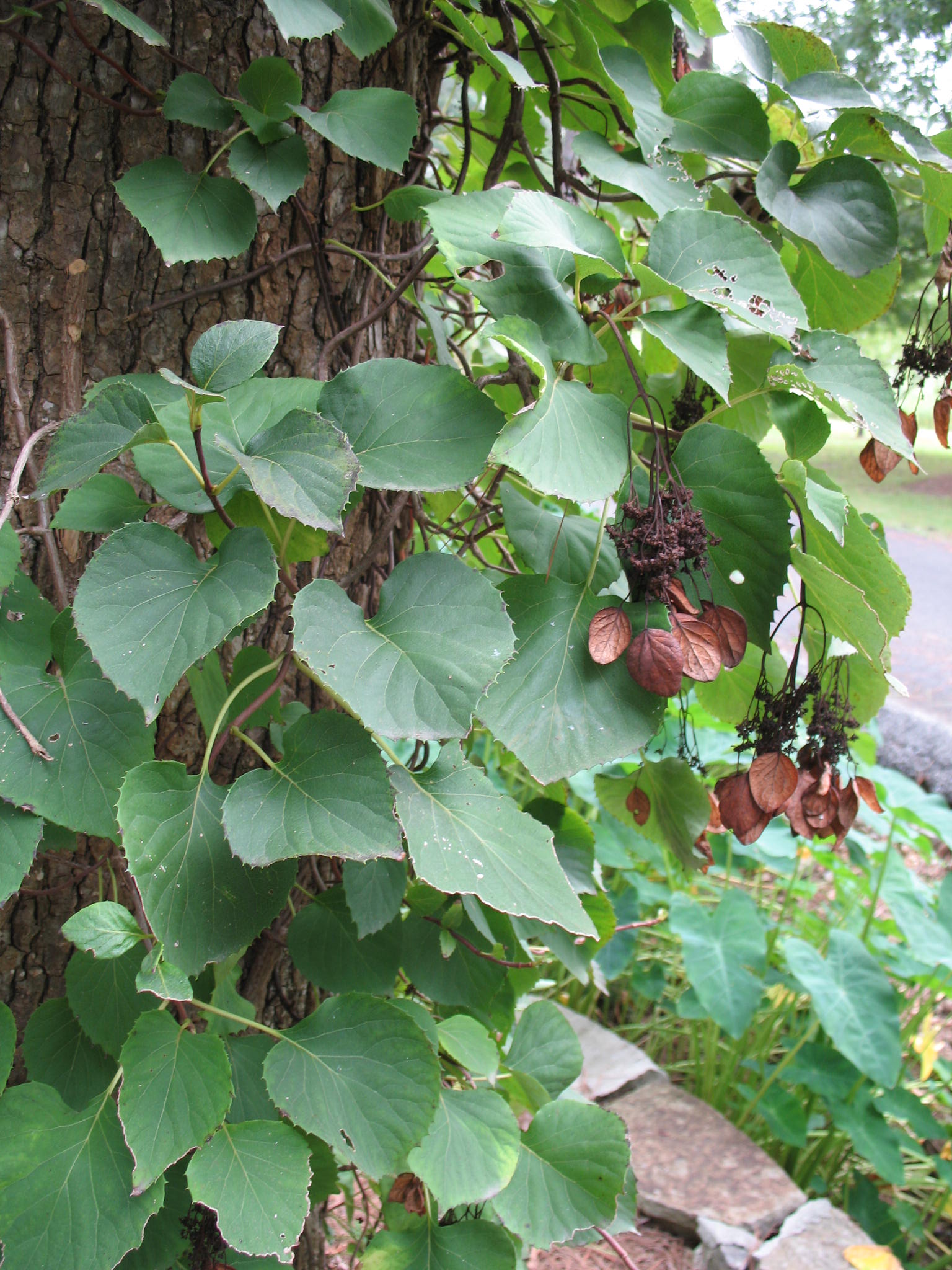 Schizophragma hydrangeoides 'Roseum' / Japanese Hydrangea Vine