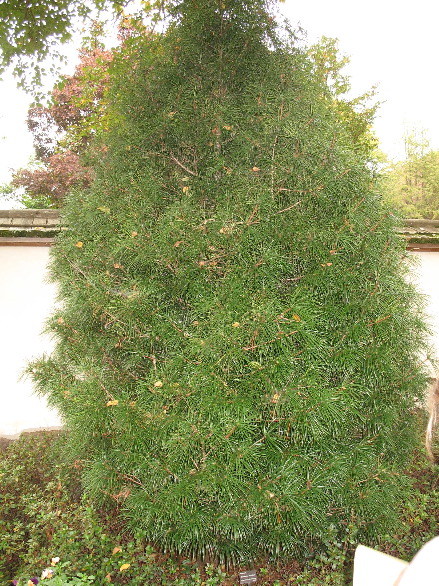 Sciadopitys verticillata   / Sciadopitys verticillata  