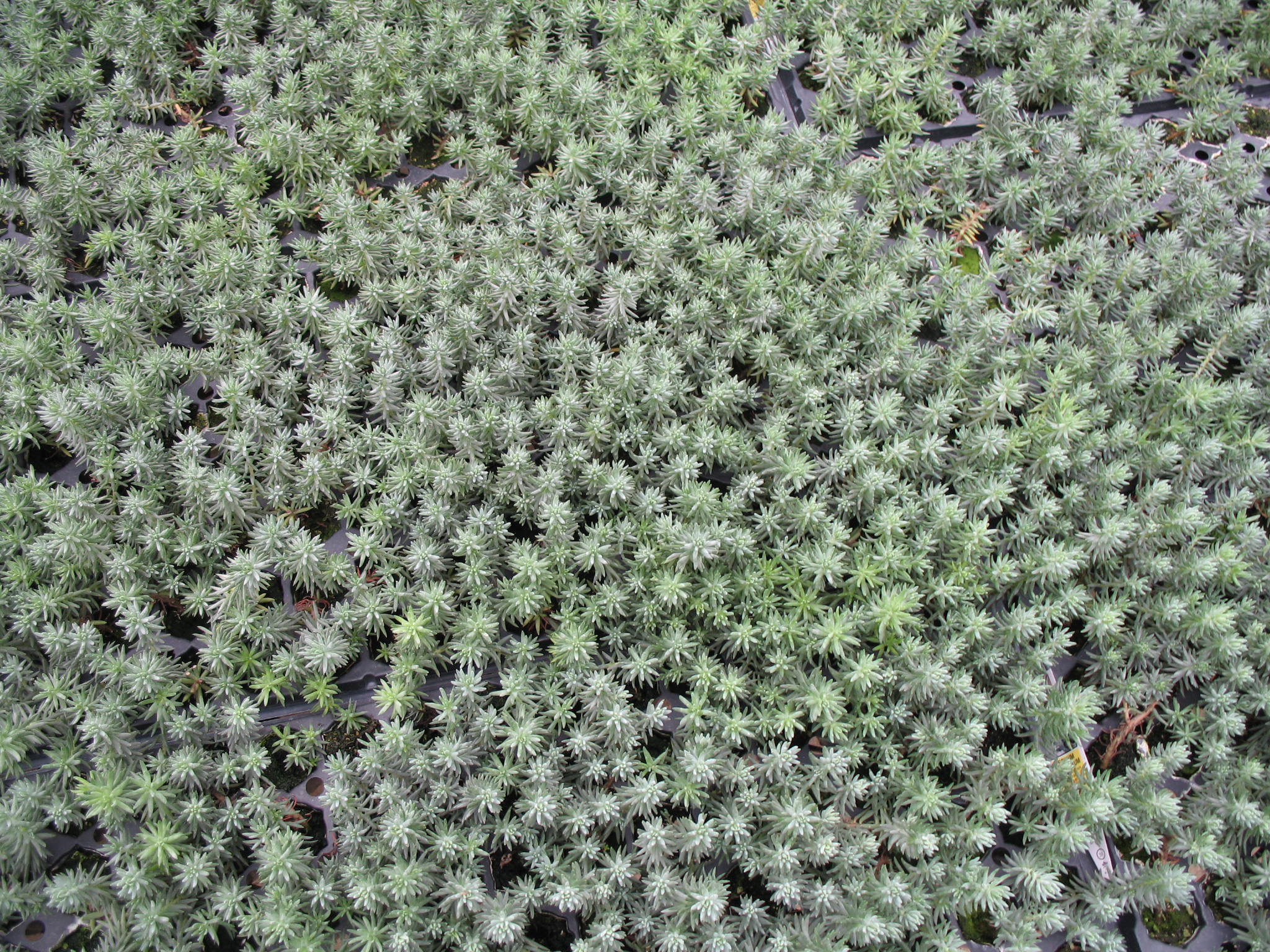 Sedum reflexum  / Blue Stonecrop