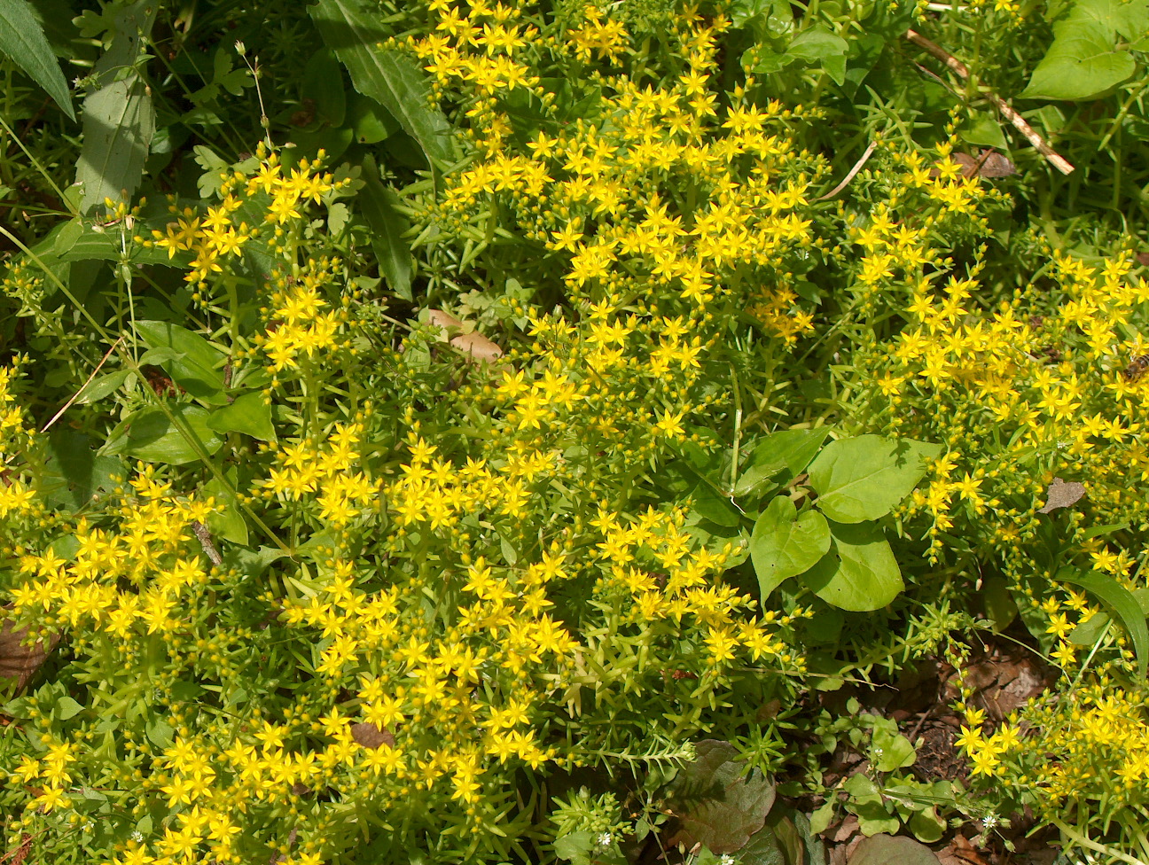 Sedum sarmentosum / Sedum sarmentosum