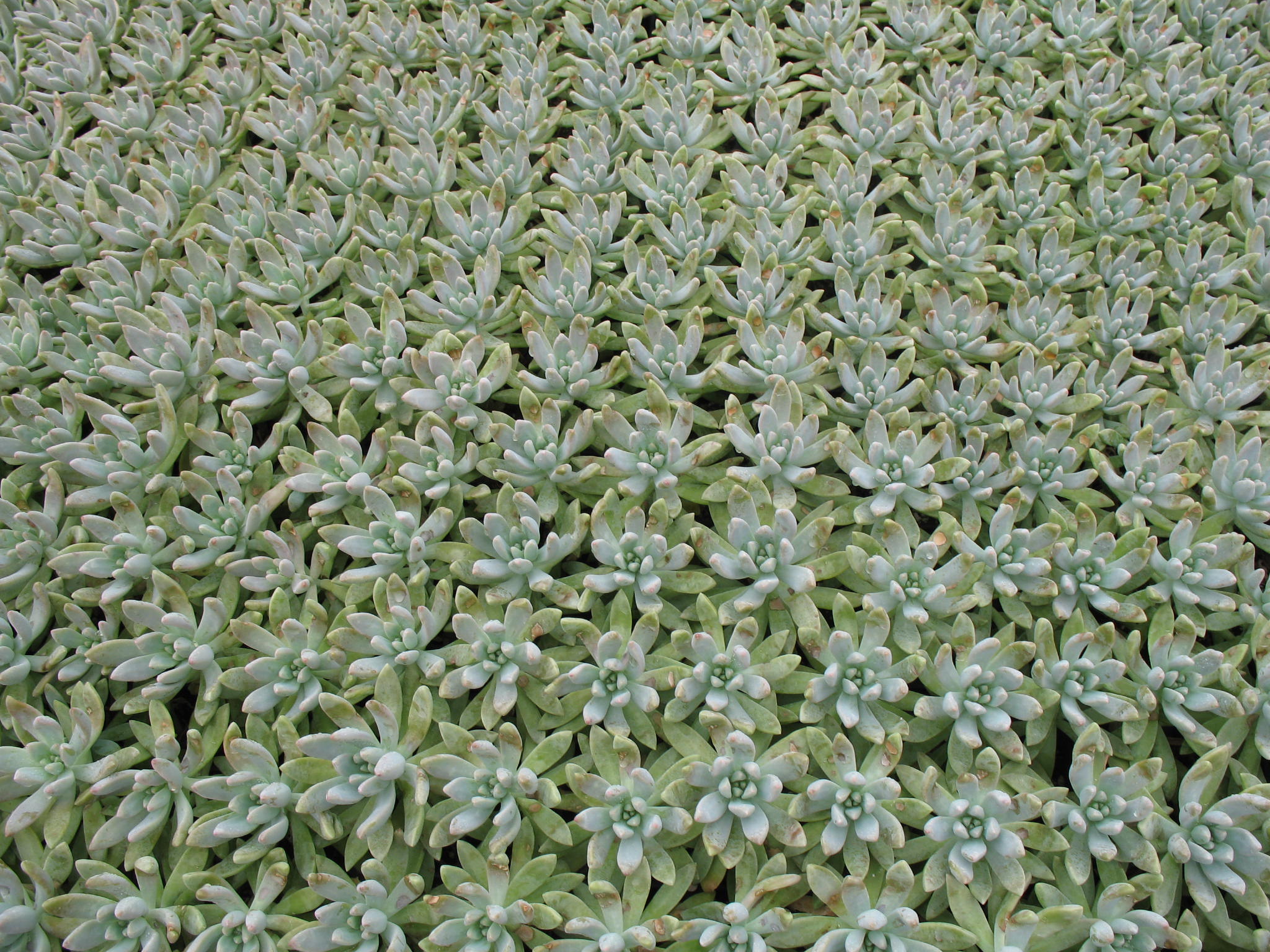 Sedum species / Sedum