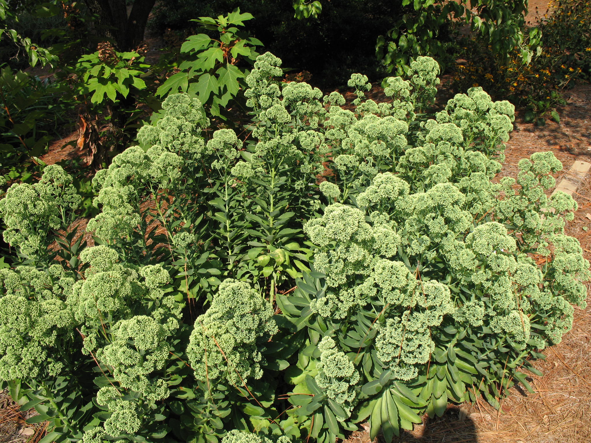 Sedum spectabile 'Autumn Joy'  / Autumn Joy Sedum