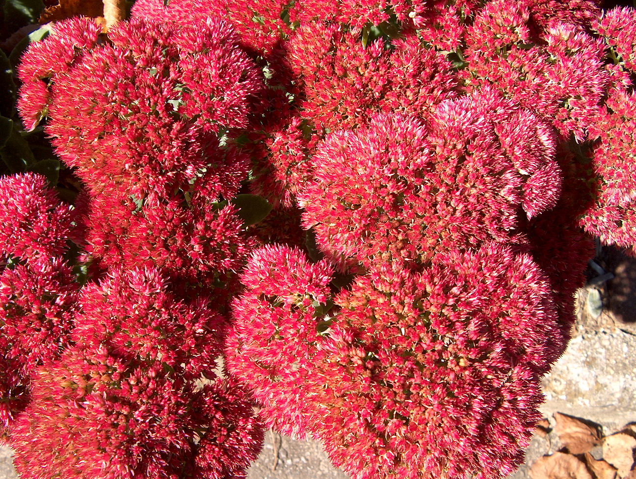 Sedum telephinum 'Autumn Joy'  / Autumn Joy Sedum