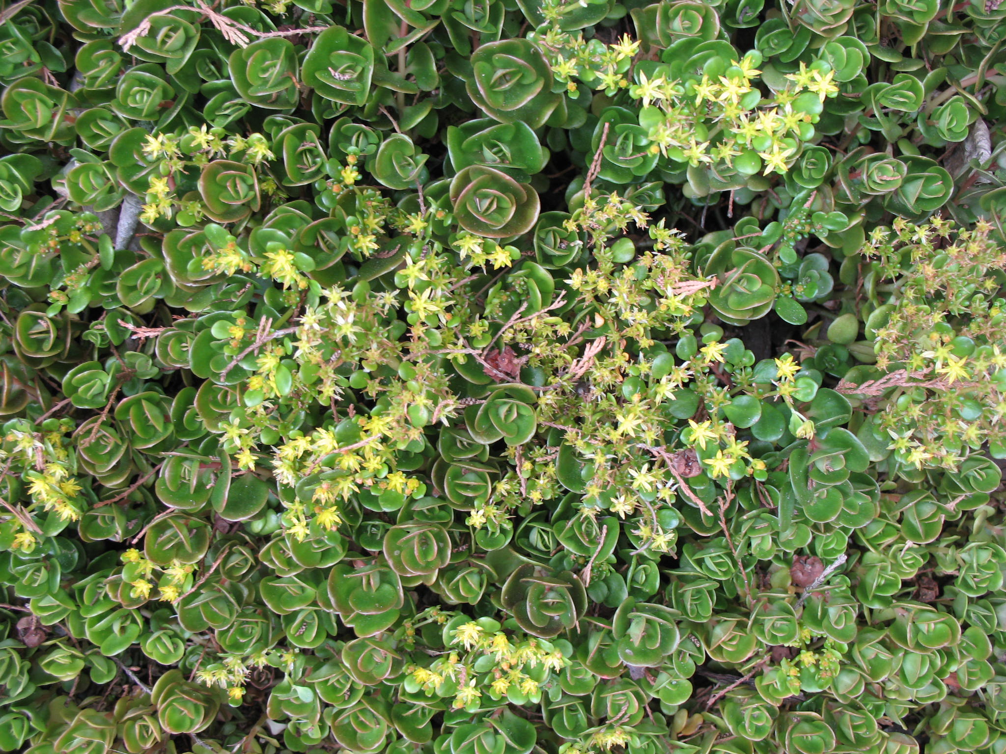 Sedum tetractinum  / Sedum tetractinum 