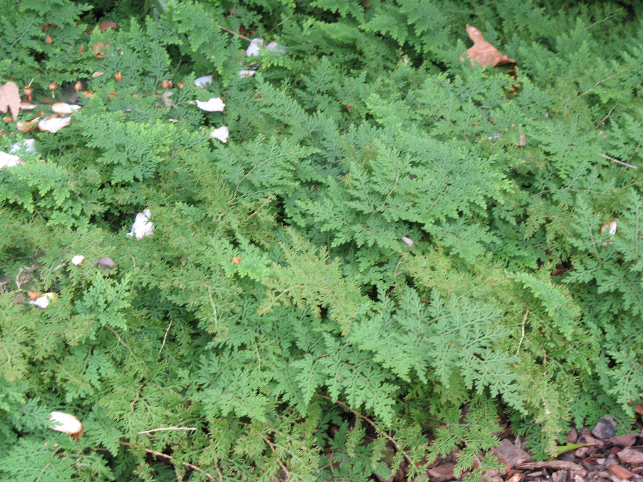 Selaginella braunii  / Arborvitae Fern