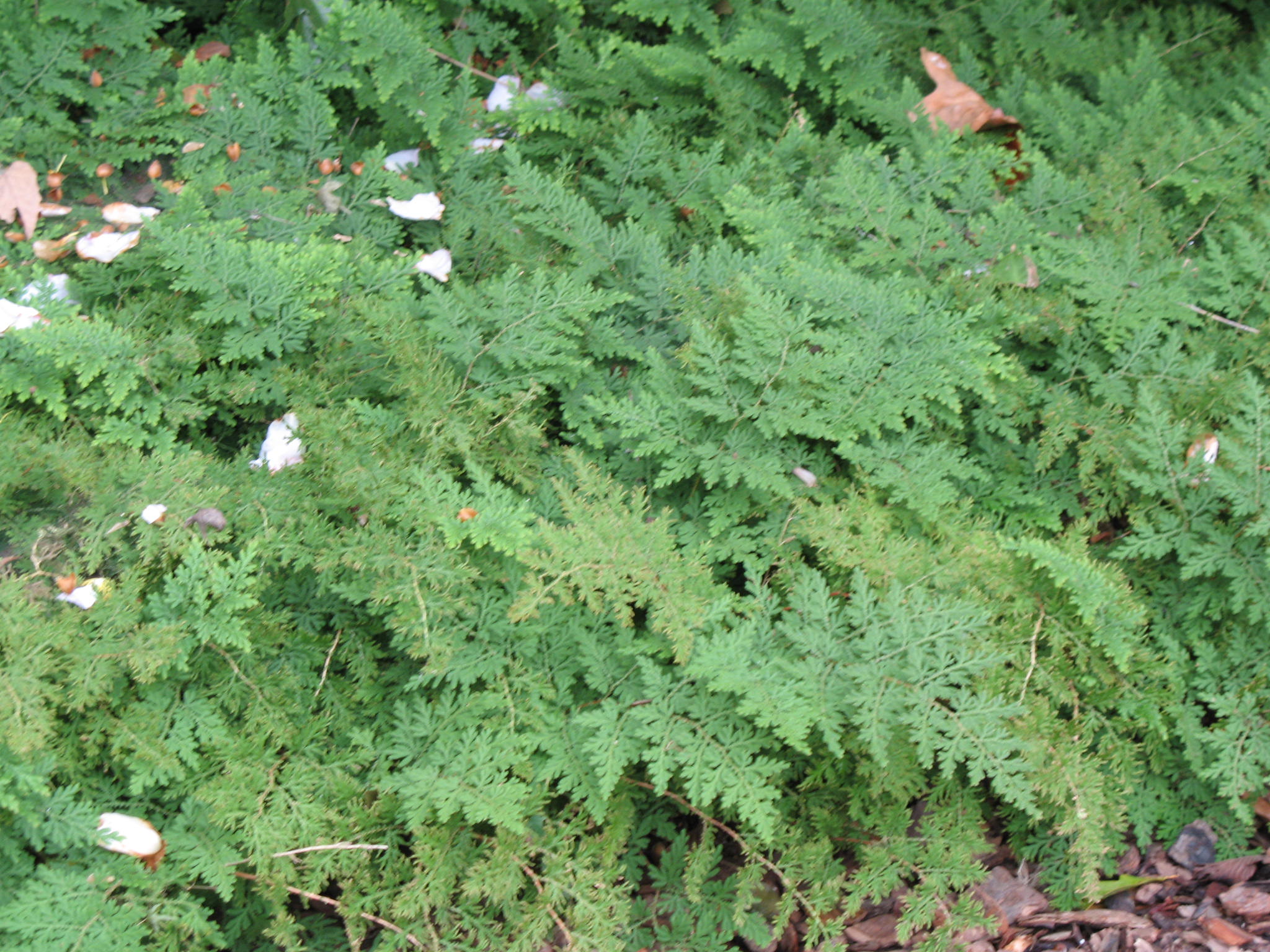 Selaginella braunii  / Selaginella braunii 