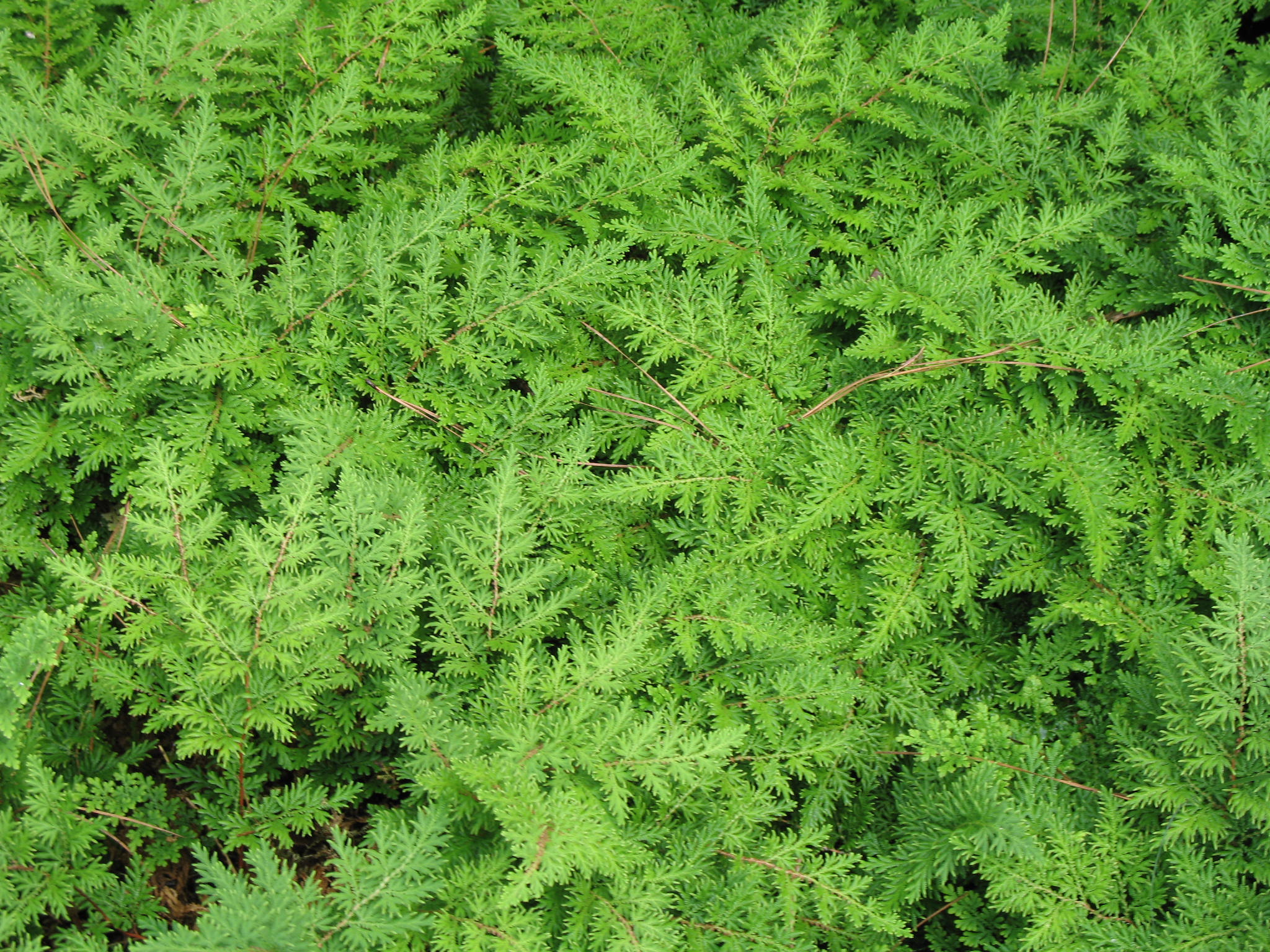 Selaginella pallescens  / Moss Fern