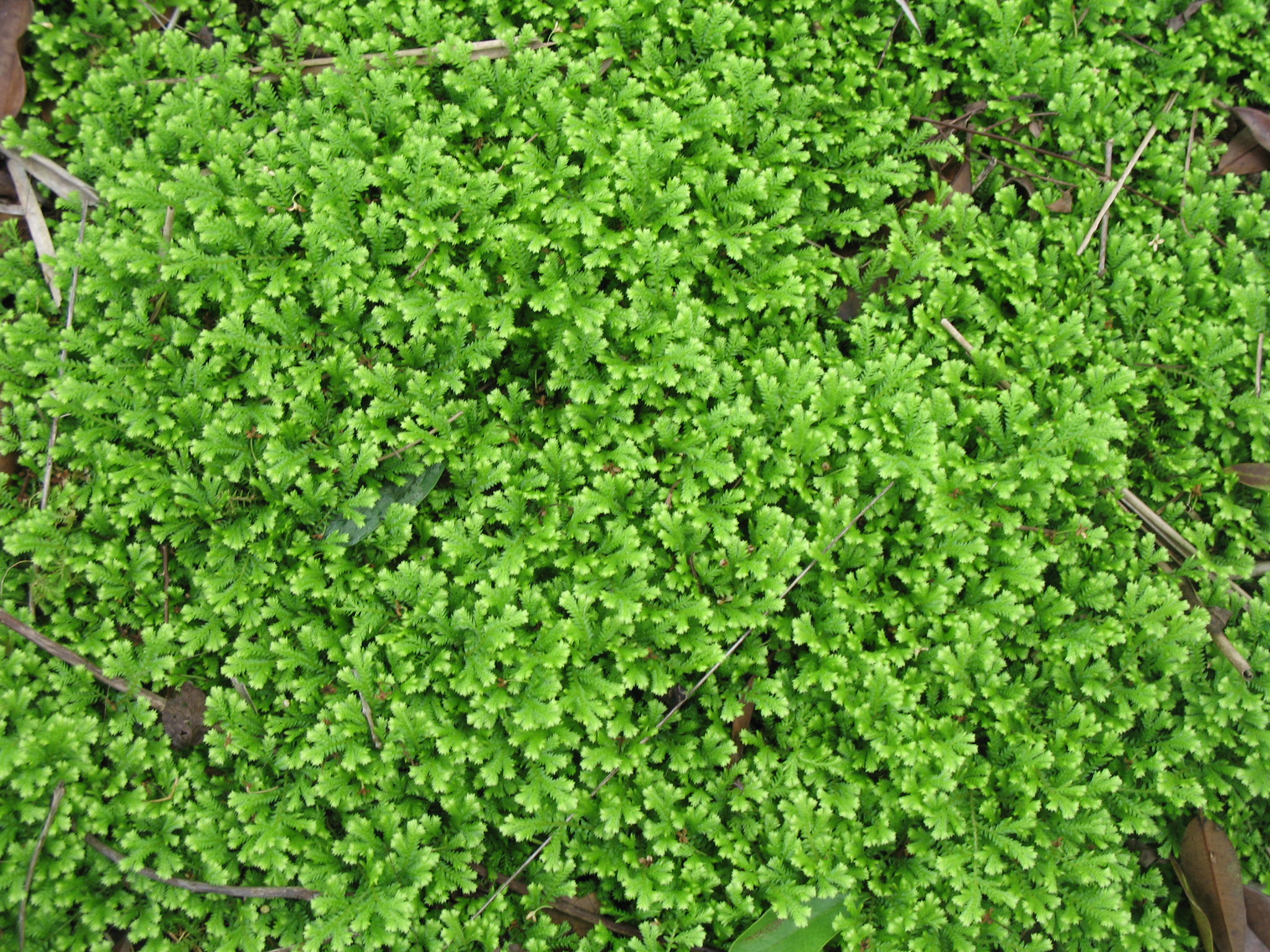 Selaginella uncinata  / Peacock Spikemoss