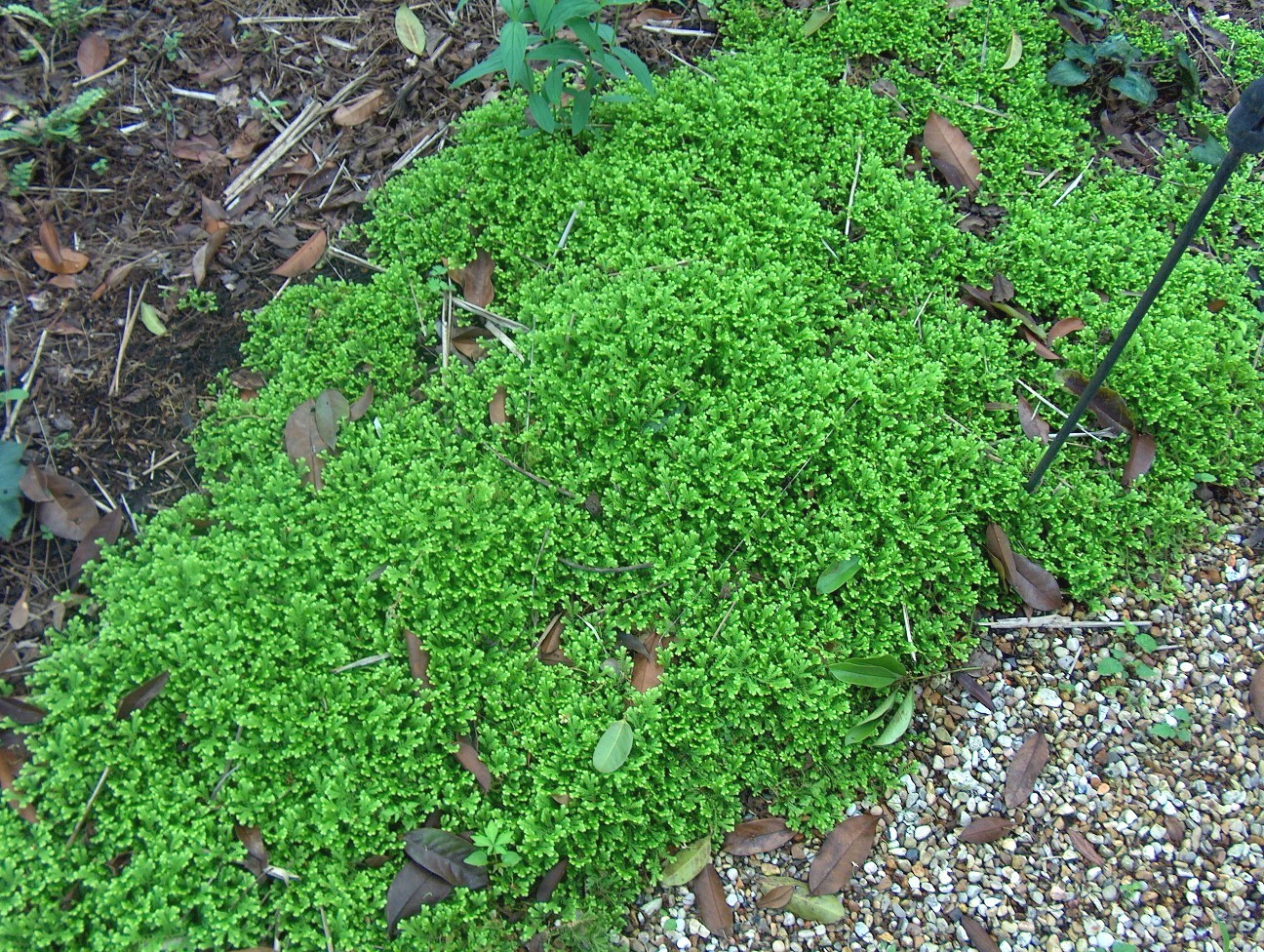 Selaginella uvea  / Peacock Moss
