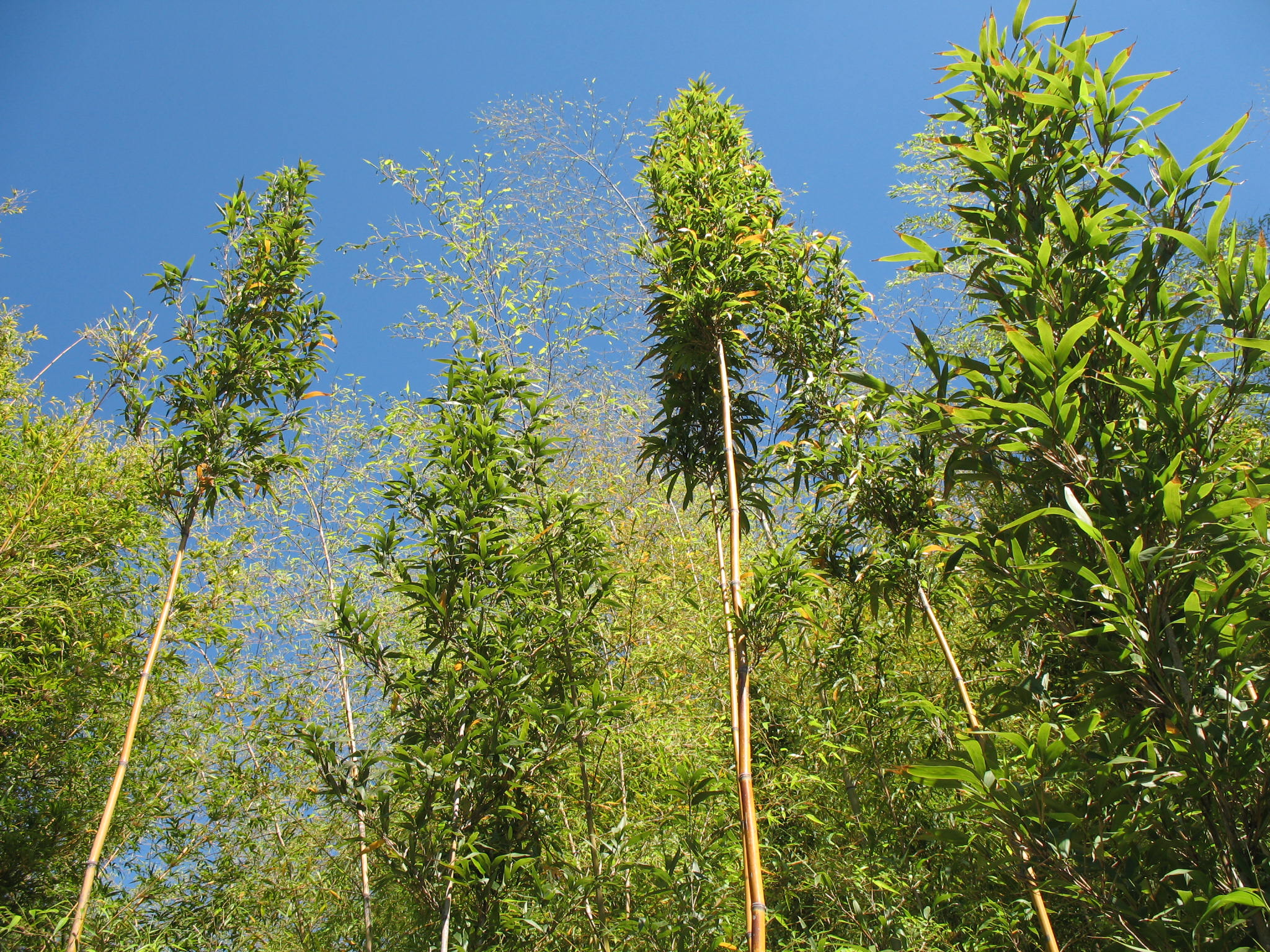 Semiarundinaria fastuosa  / Temple Bamboo