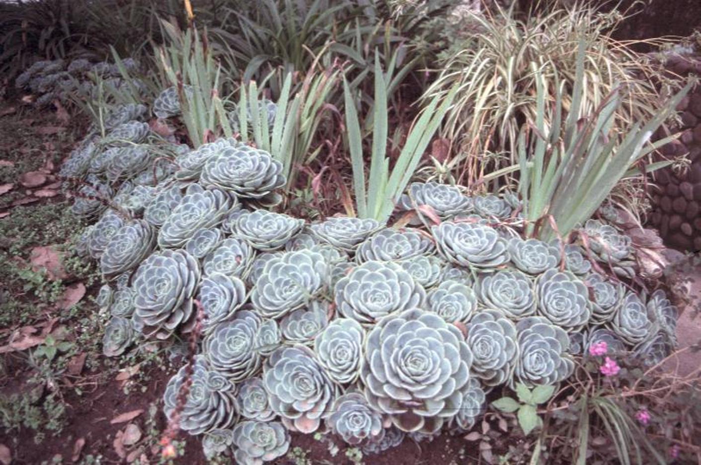 Sempervivum tectorum  / Sempervivum tectorum 