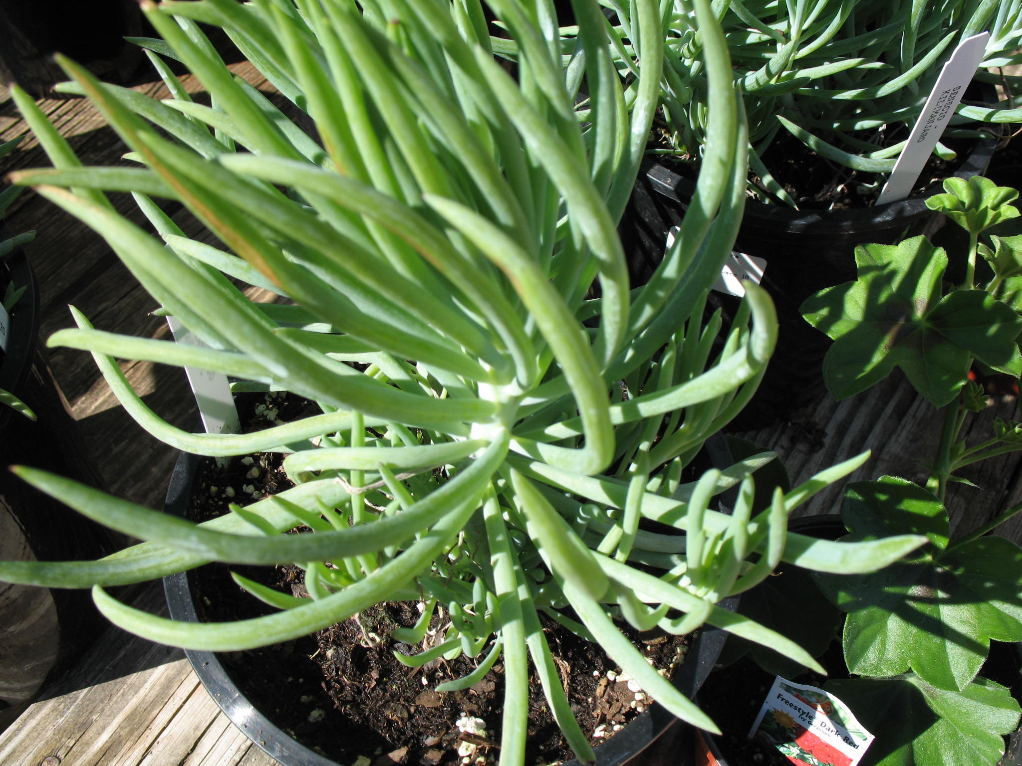 Senecio 'Kilimanjaro' / Senecio 'Kilimanjaro'