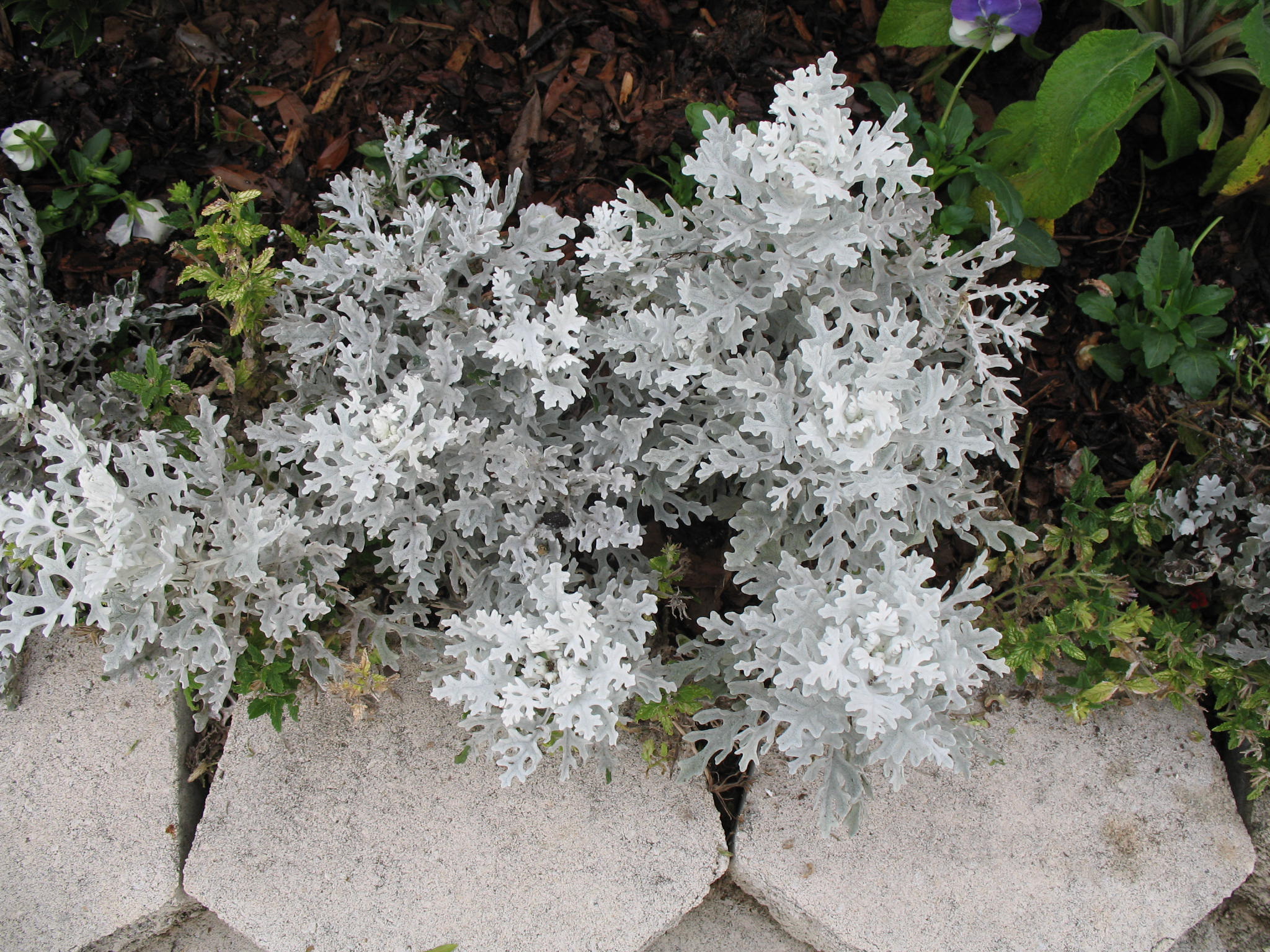 Senecio cineraria / Senecio cineraria