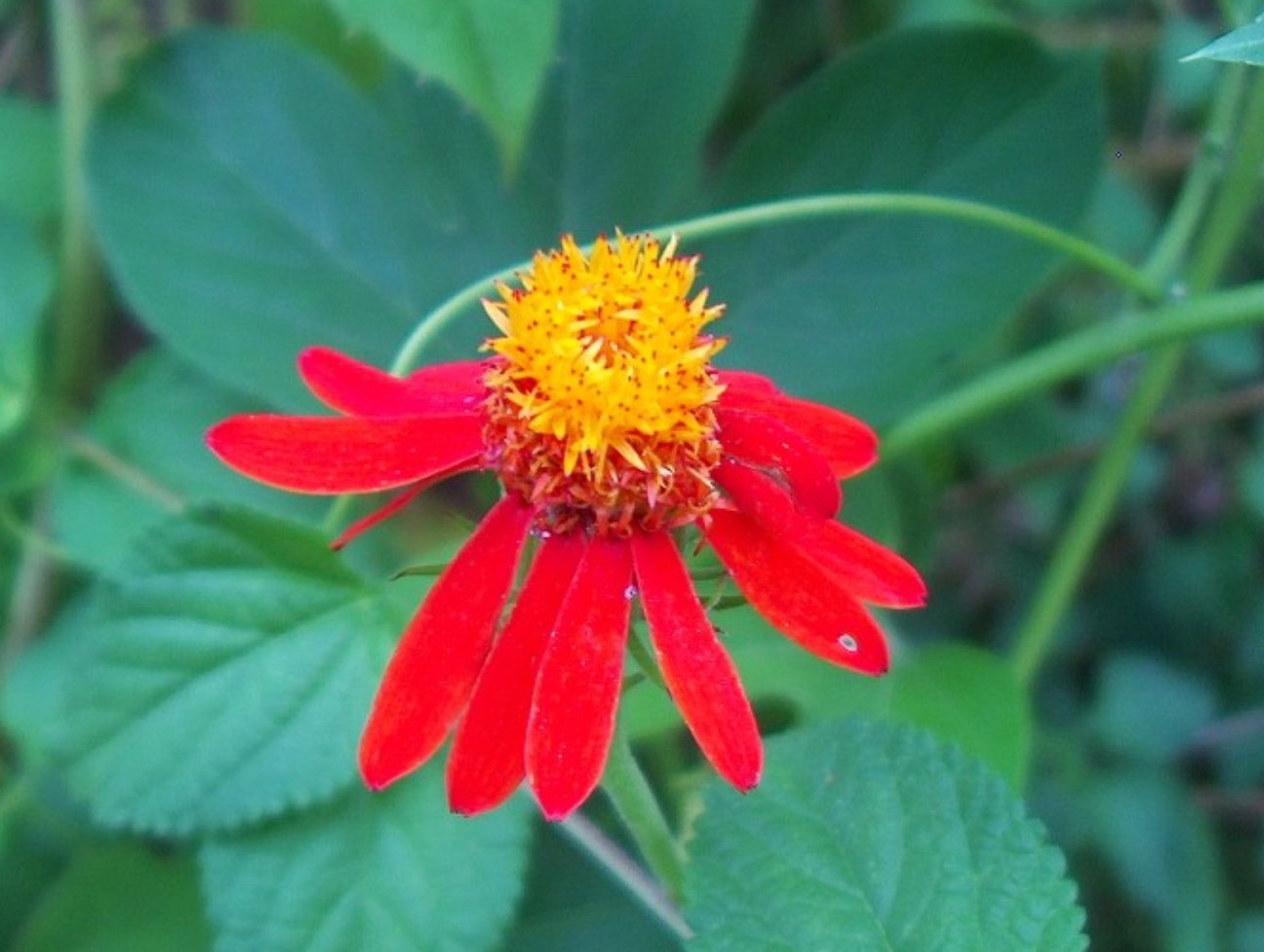 Senecio confusus  / Mexican Flame Vine