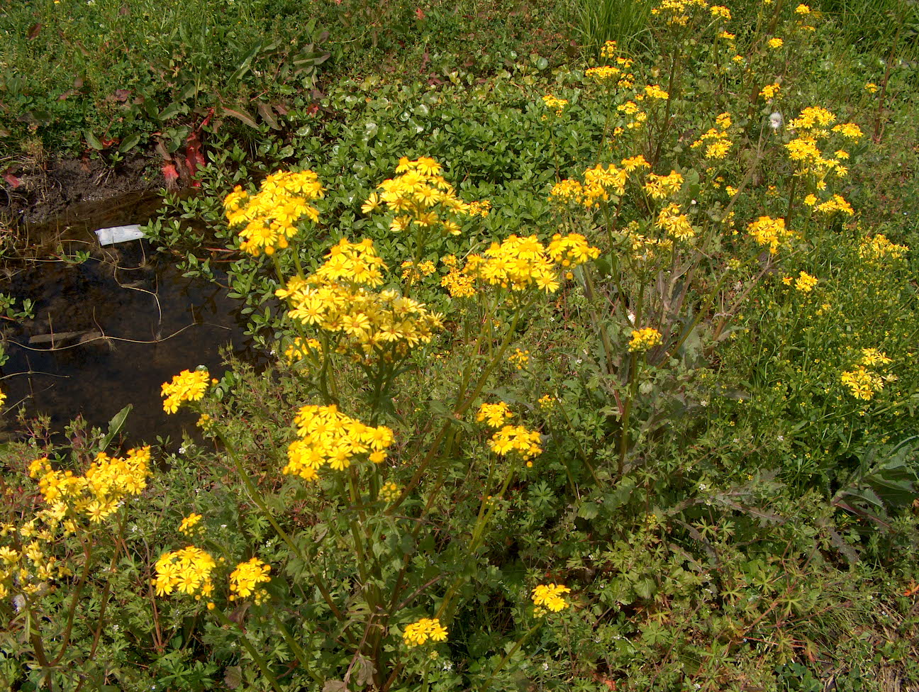 Senecio glabellus / Senecio glabellus