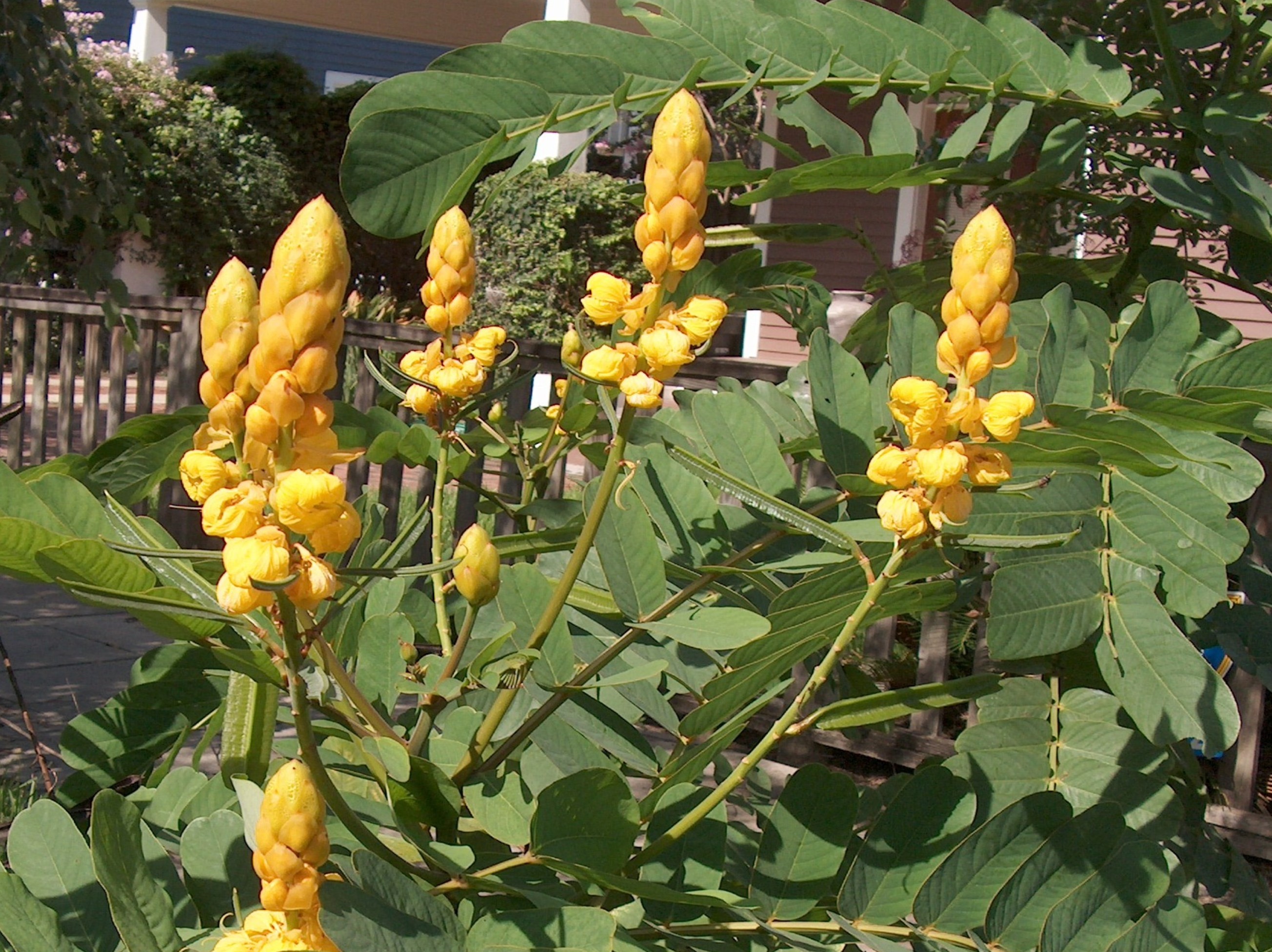 Senna alata / Candlestick Tree