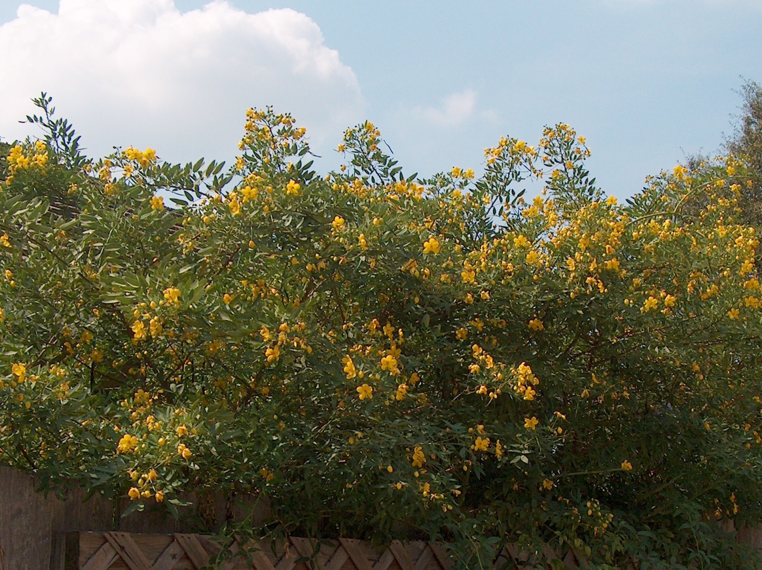 Senna corymbosa / Senna corymbosa