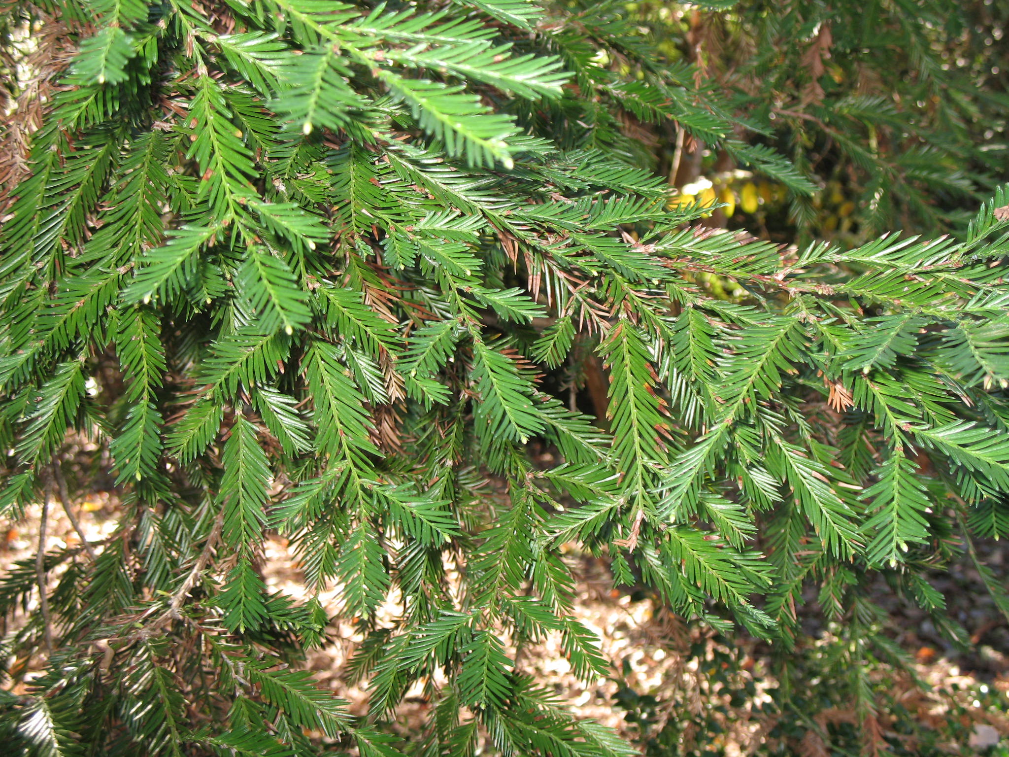 Sequoia sempervirens  / Redwood