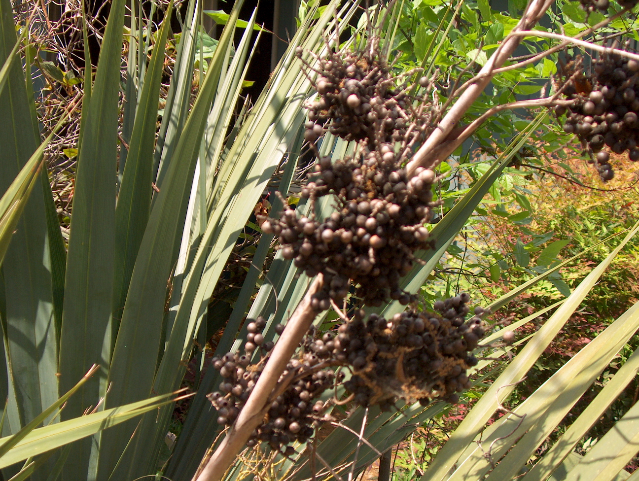 Serenoa repens  / Serenoa repens 