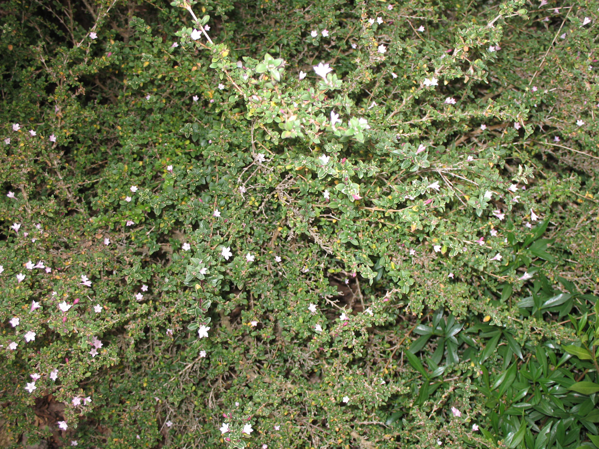 Serissa foetida 'Pink Mountain'  / Serissa foetida 'Pink Mountain' 