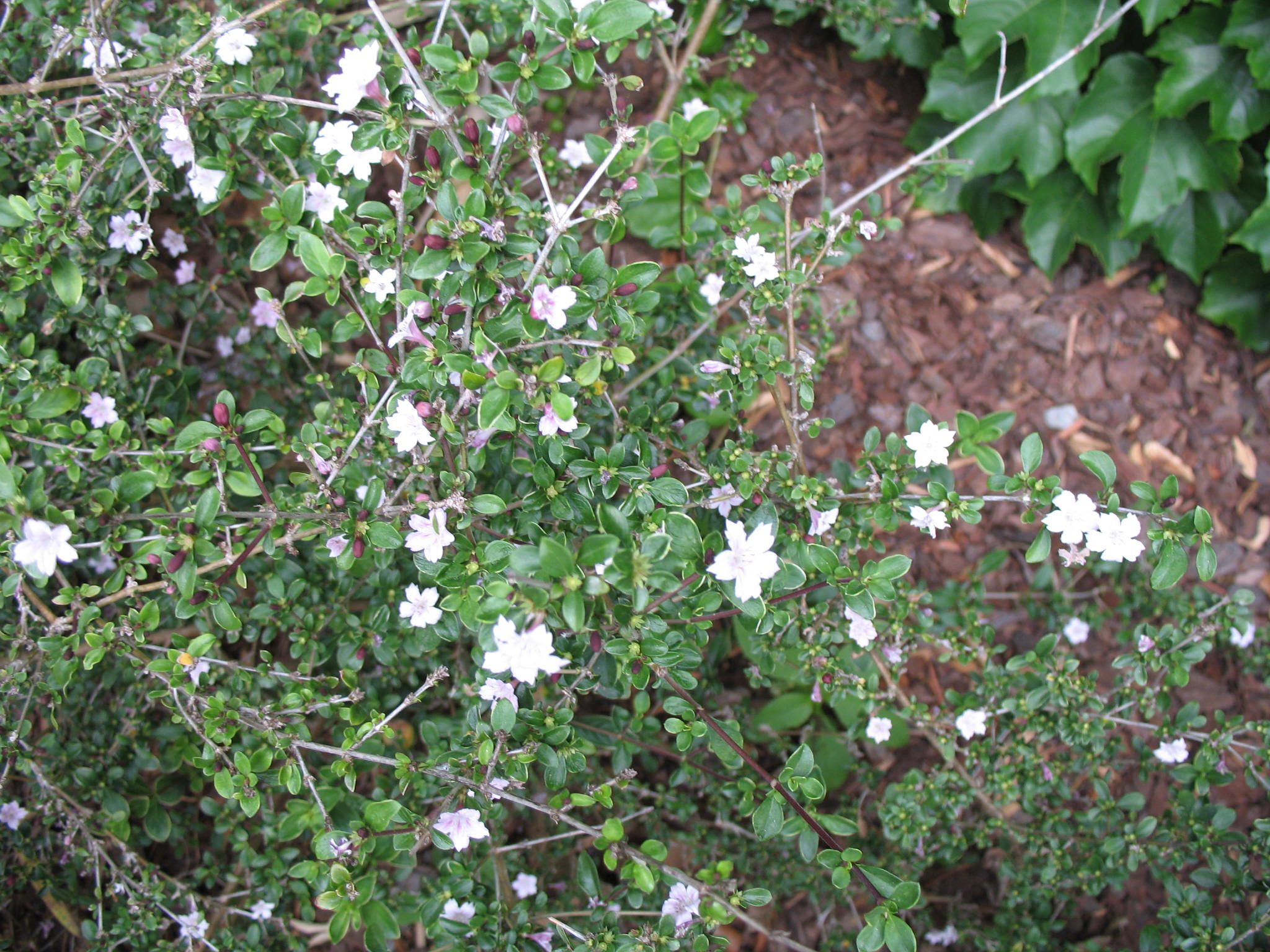 Serissa foetida 'Sapporo'  / Sapporo Serrisa