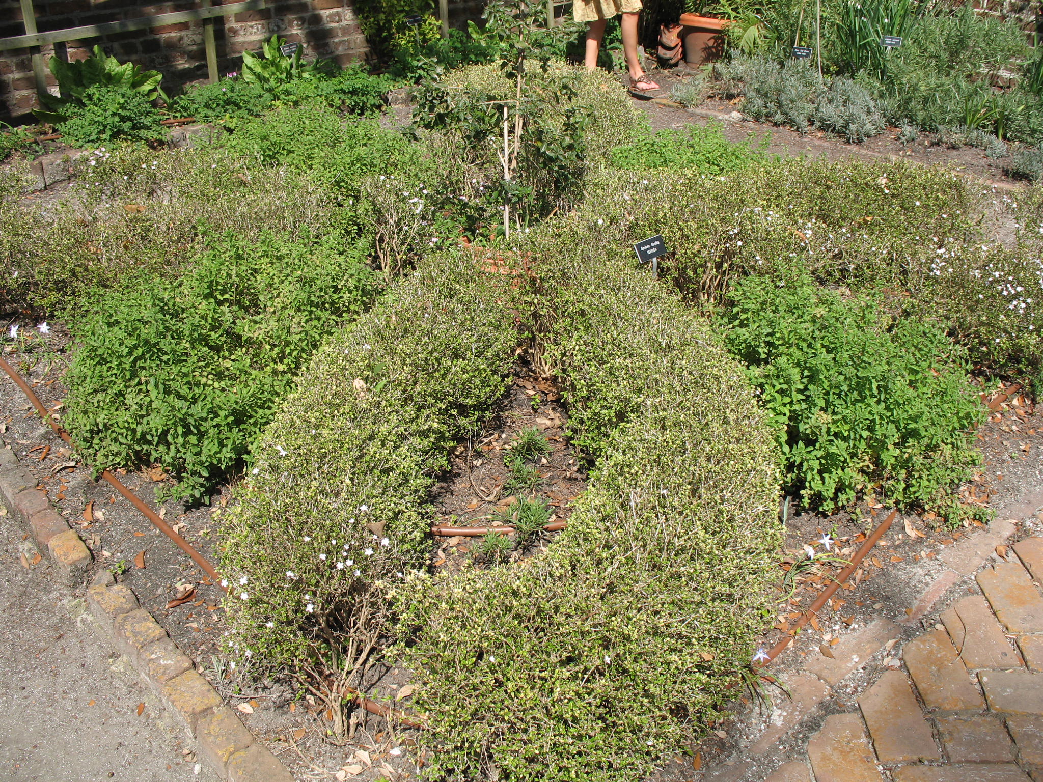 Serissa foetida / Serissa