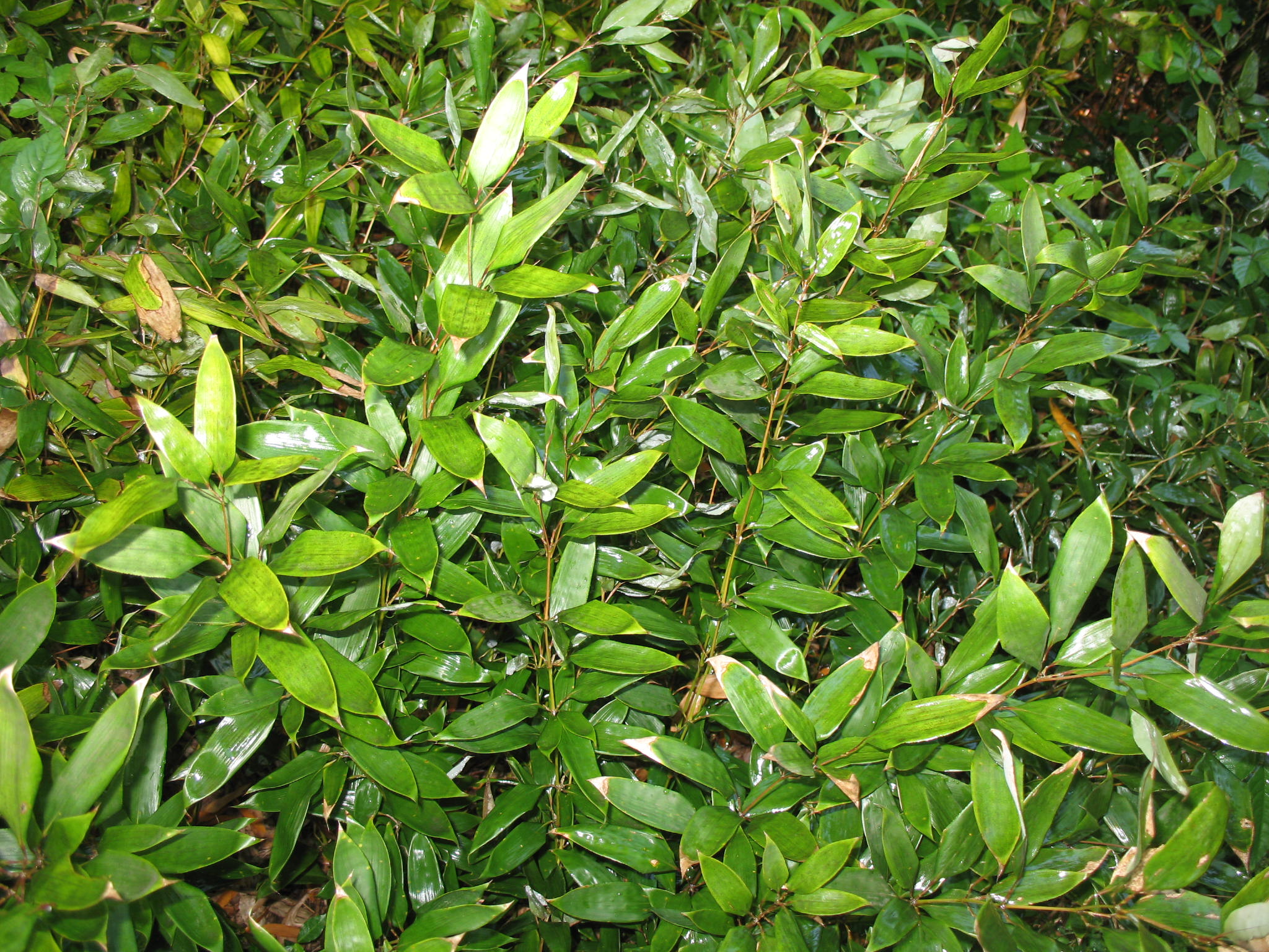 Shibataea kumasaca 'Ruscus Bamboo'  / Shibataea kumasaca 'Ruscus Bamboo' 