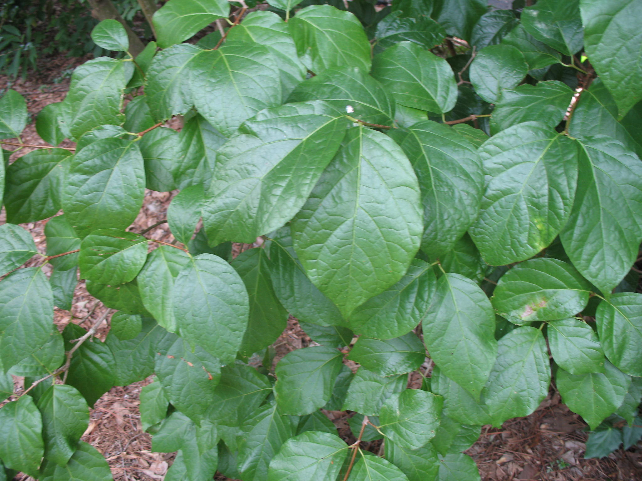 Sinocalycanthus chinensis   / Strawberry Shrub